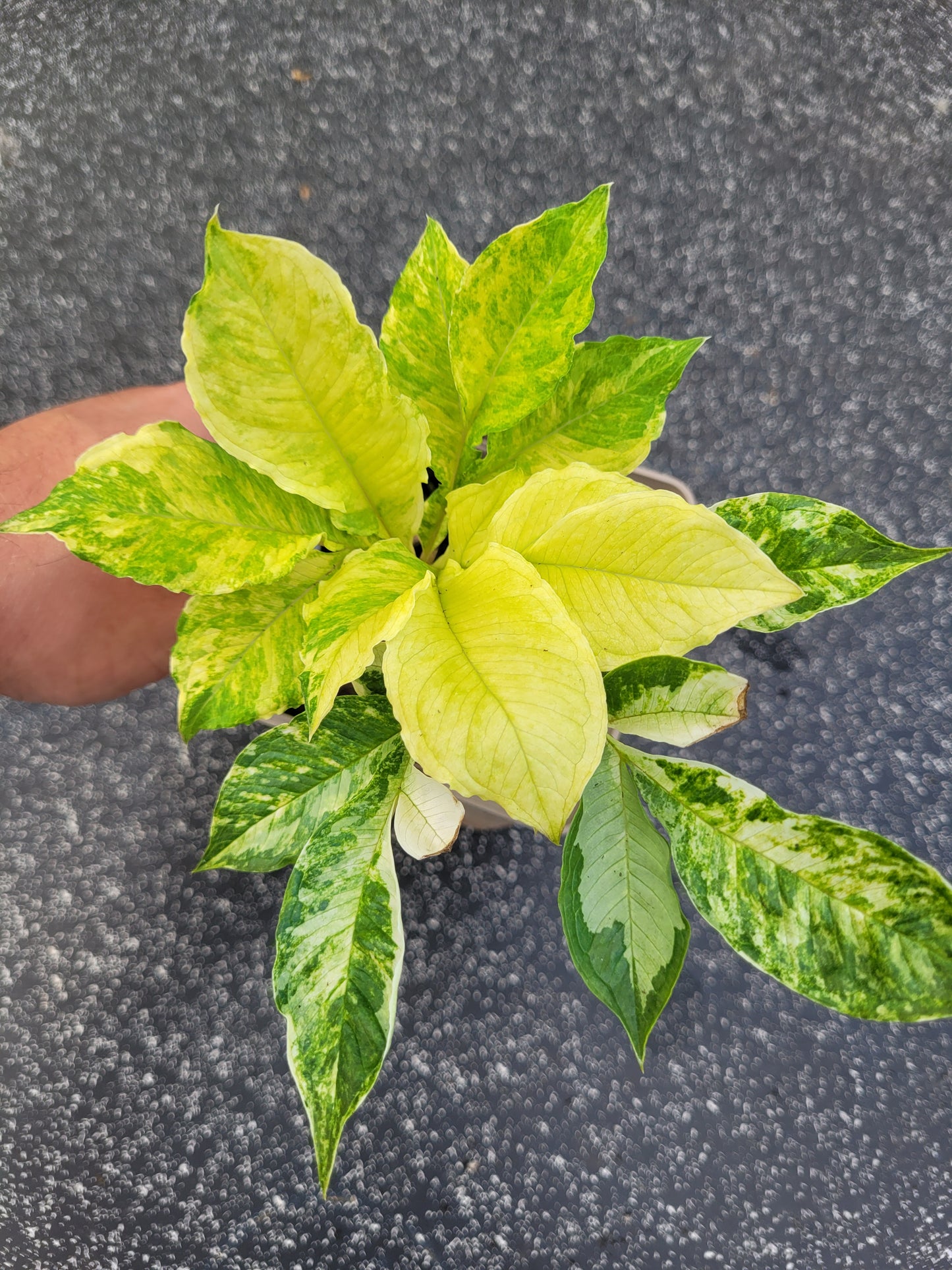 Amorphophallus konjac Variegata