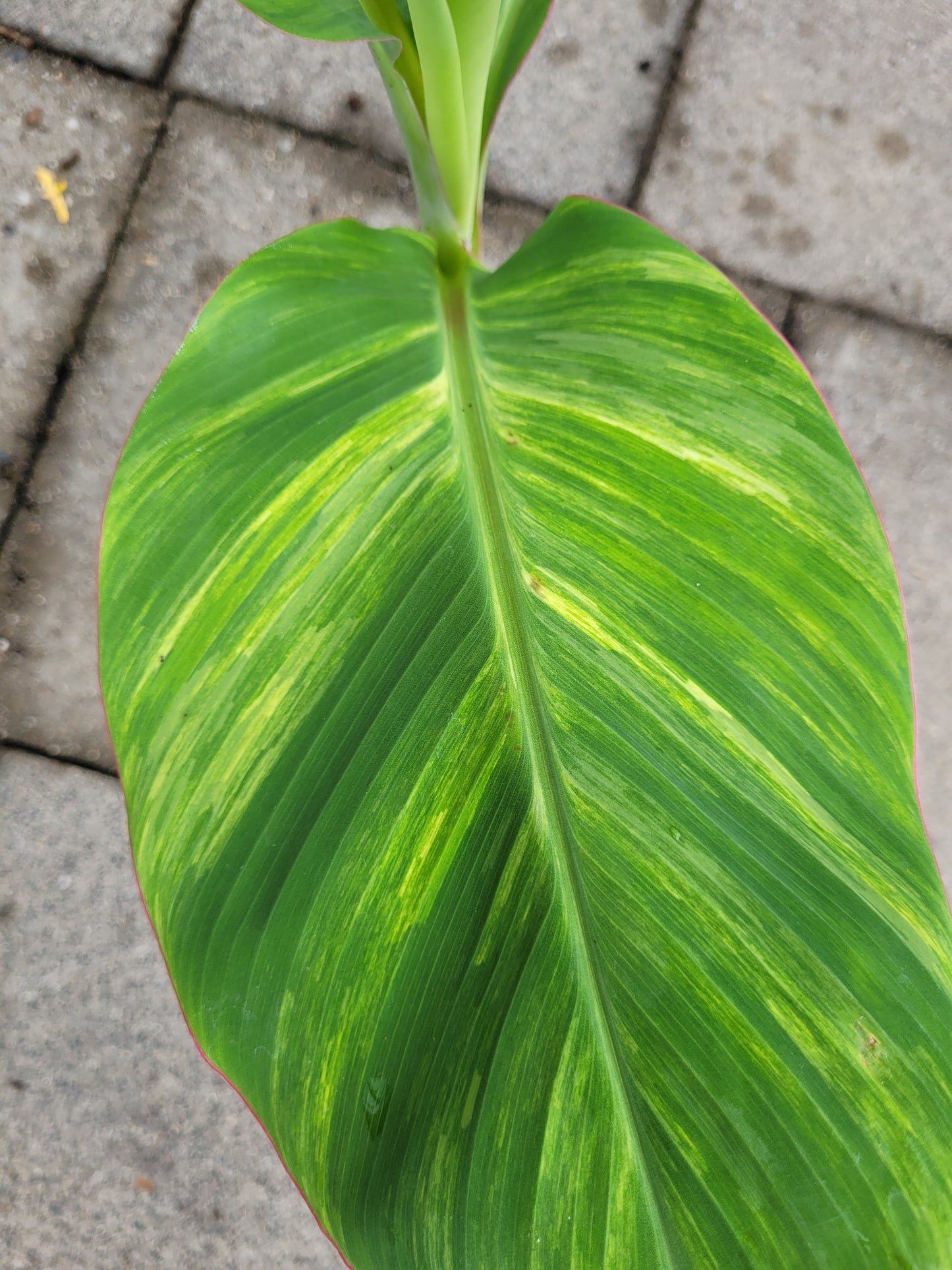 Musa Ice Cream variegata