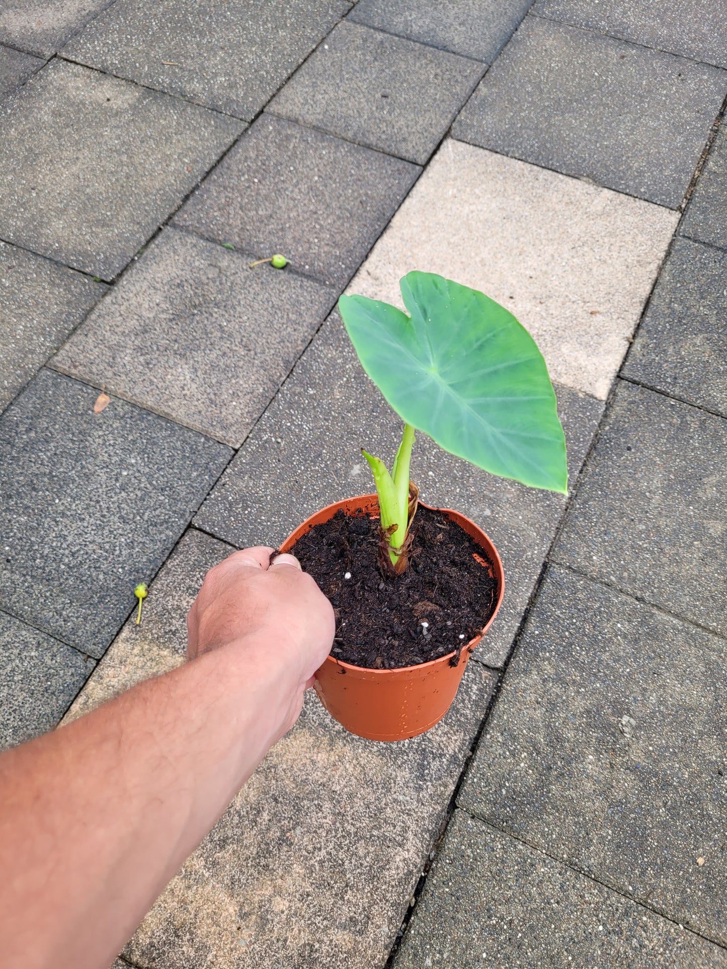 Colocasia Jacks Giant