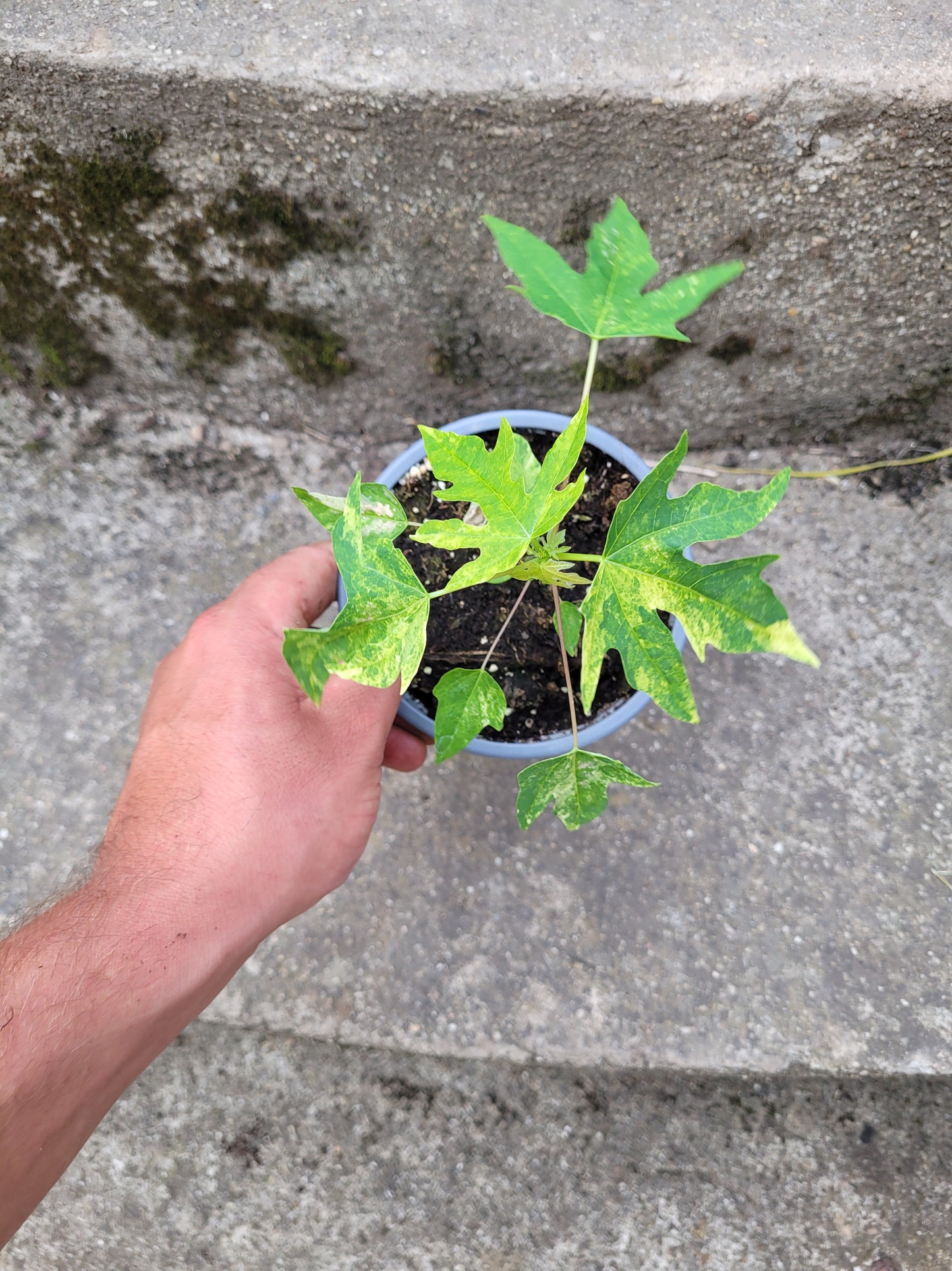 Papaya variegata (Carica papaya)