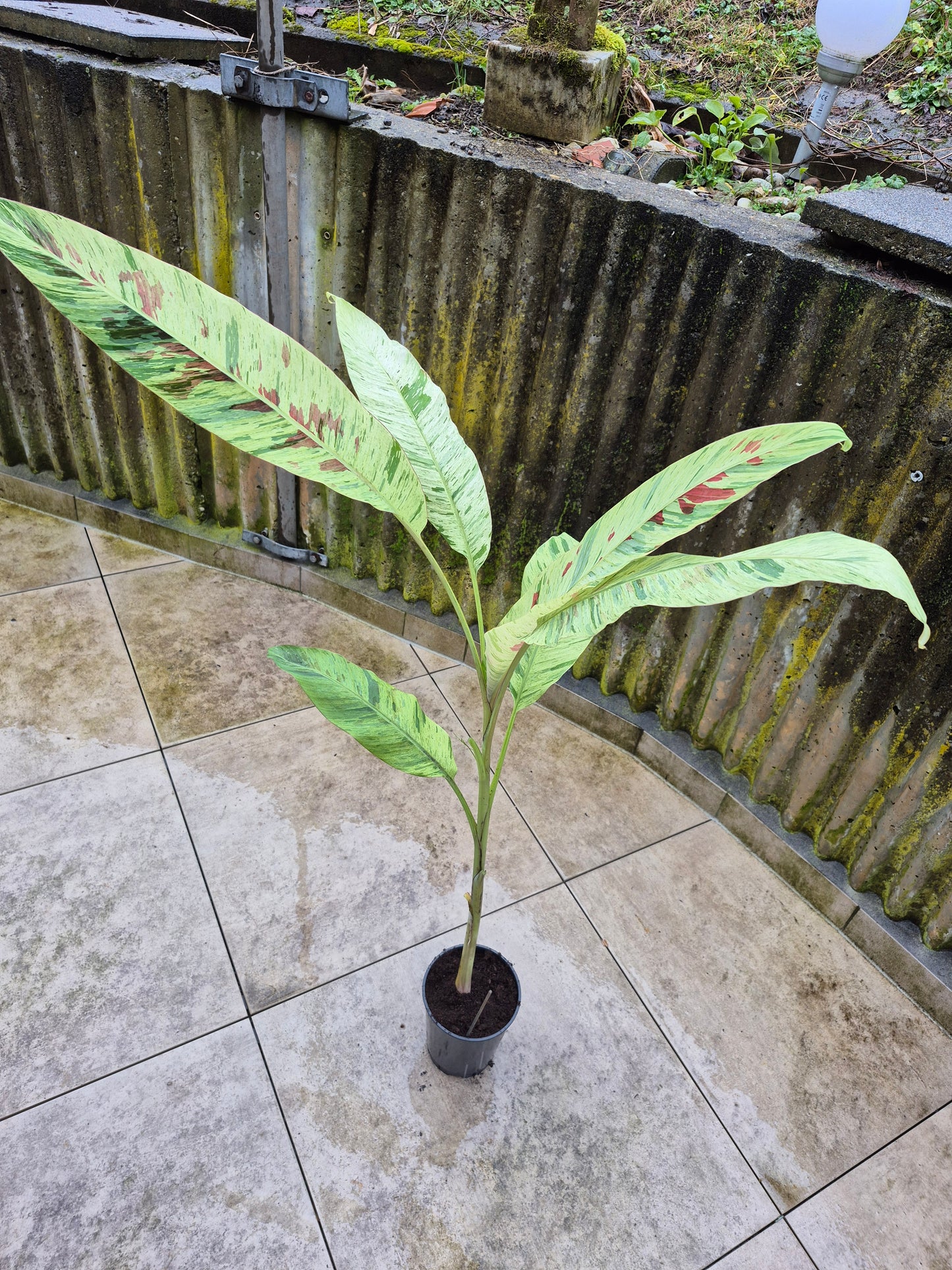 Musa acuminata Mint variegata