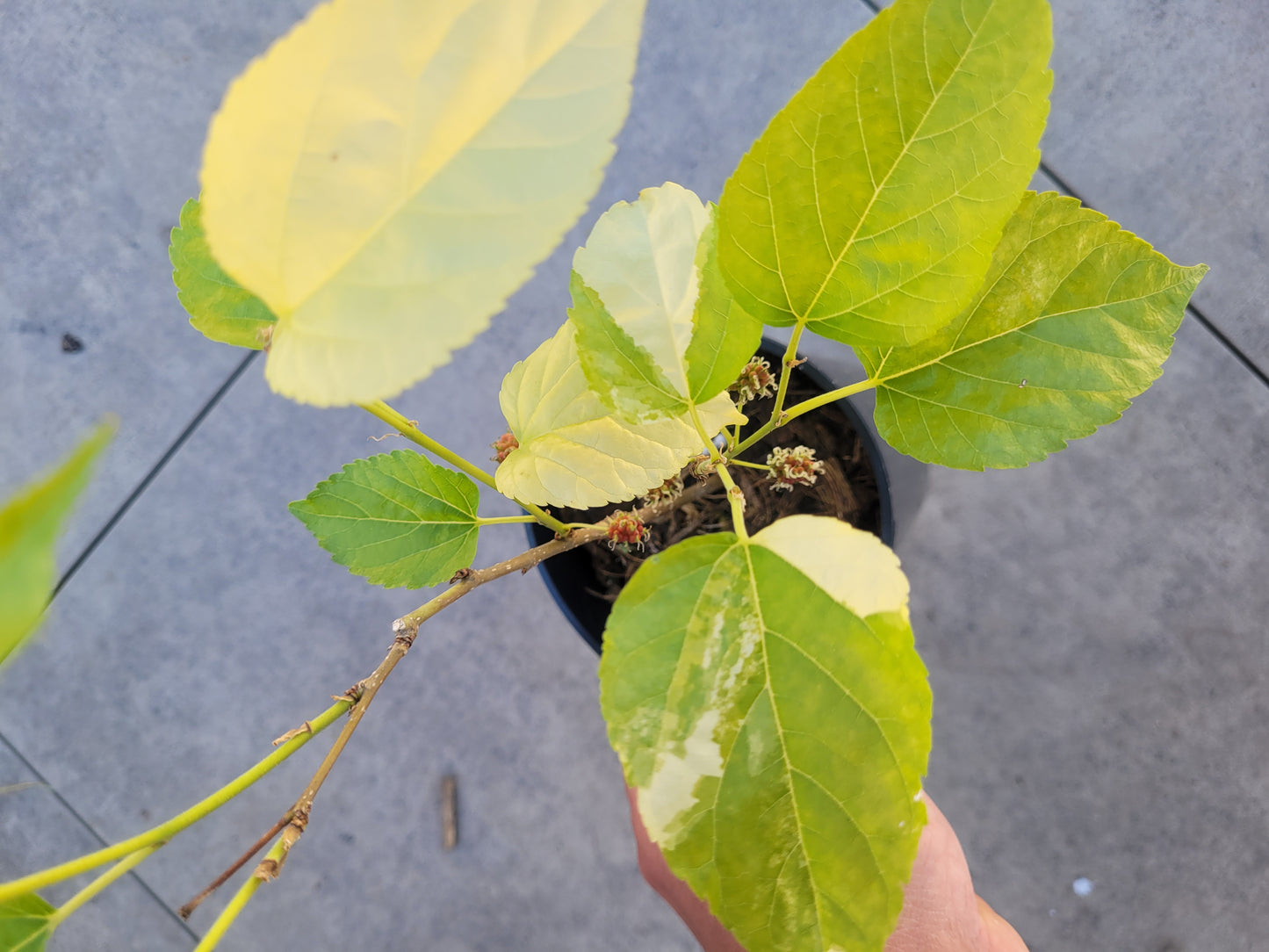 Morus alba variegata