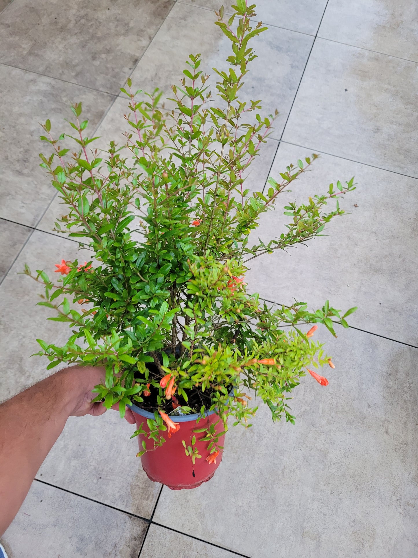 Punica granatum Nana XL