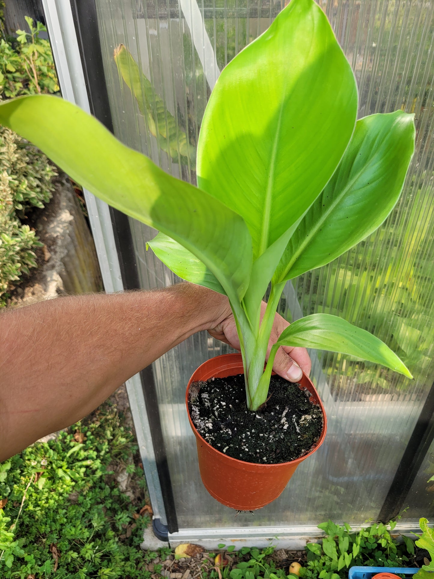 Ensete ventricosum Red Stripe 1 Pflanze