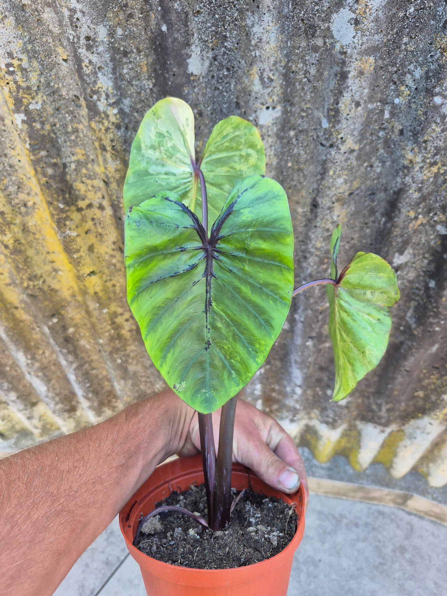 Colocasia PM Variegata