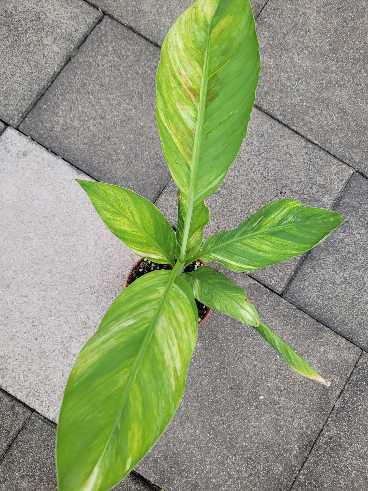 Musa papua Yellow Variegata