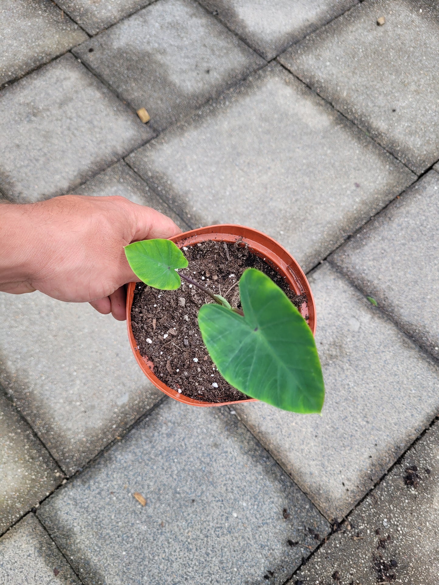 Colocasia Queen of Phoenix