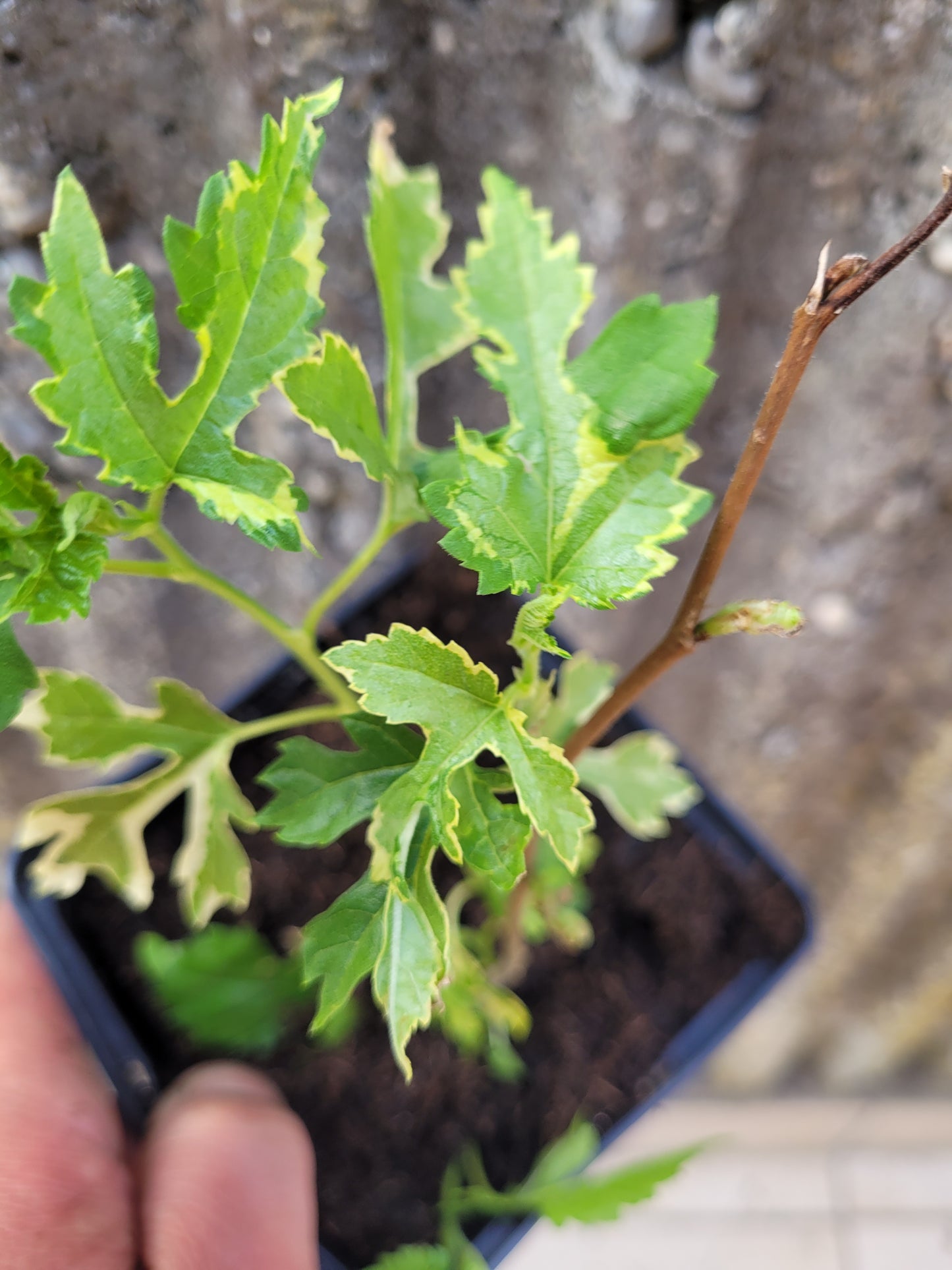 Morus alba "Paper Dolls"
