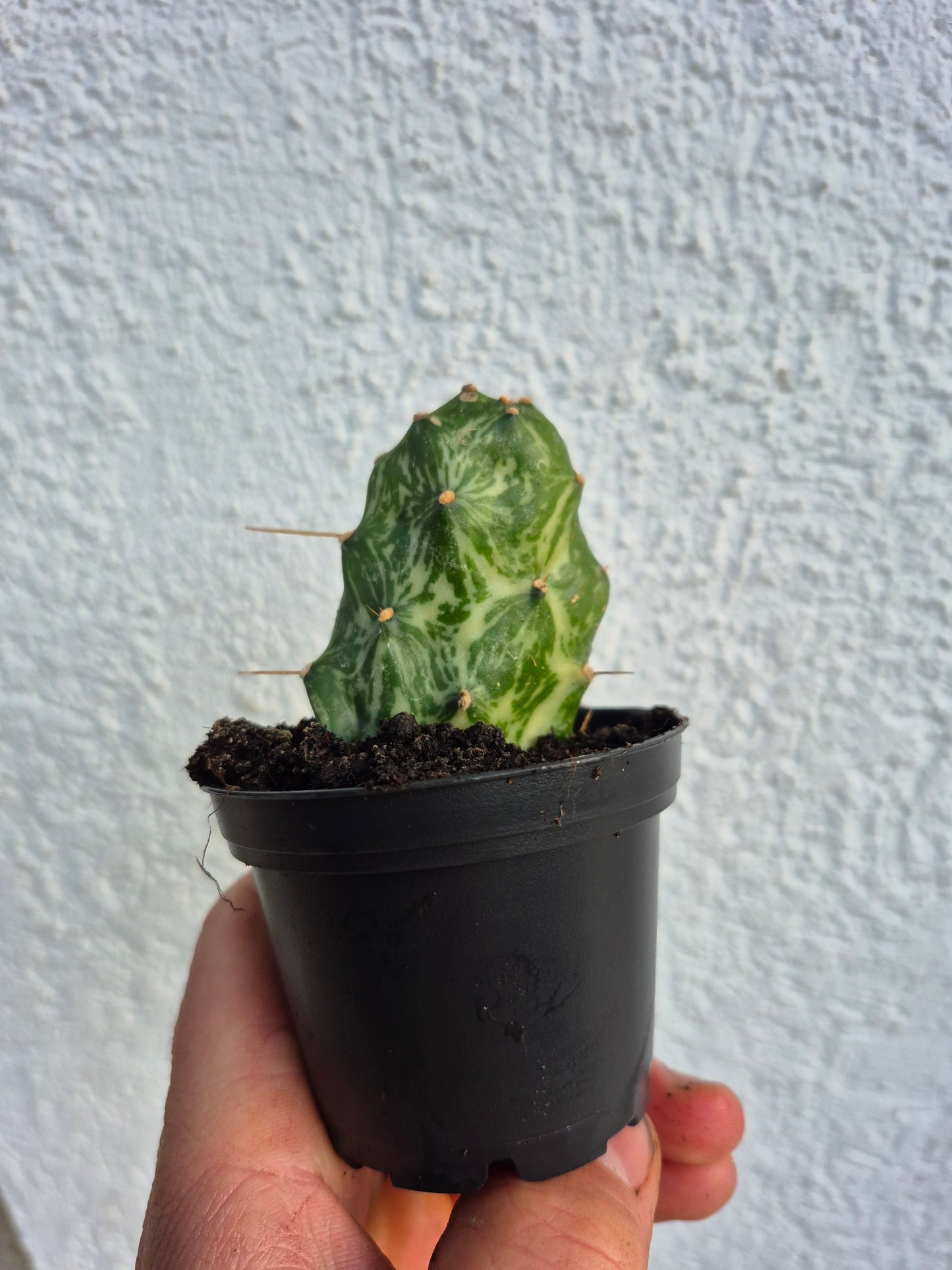 Opuntia Jamaicensis Variegata