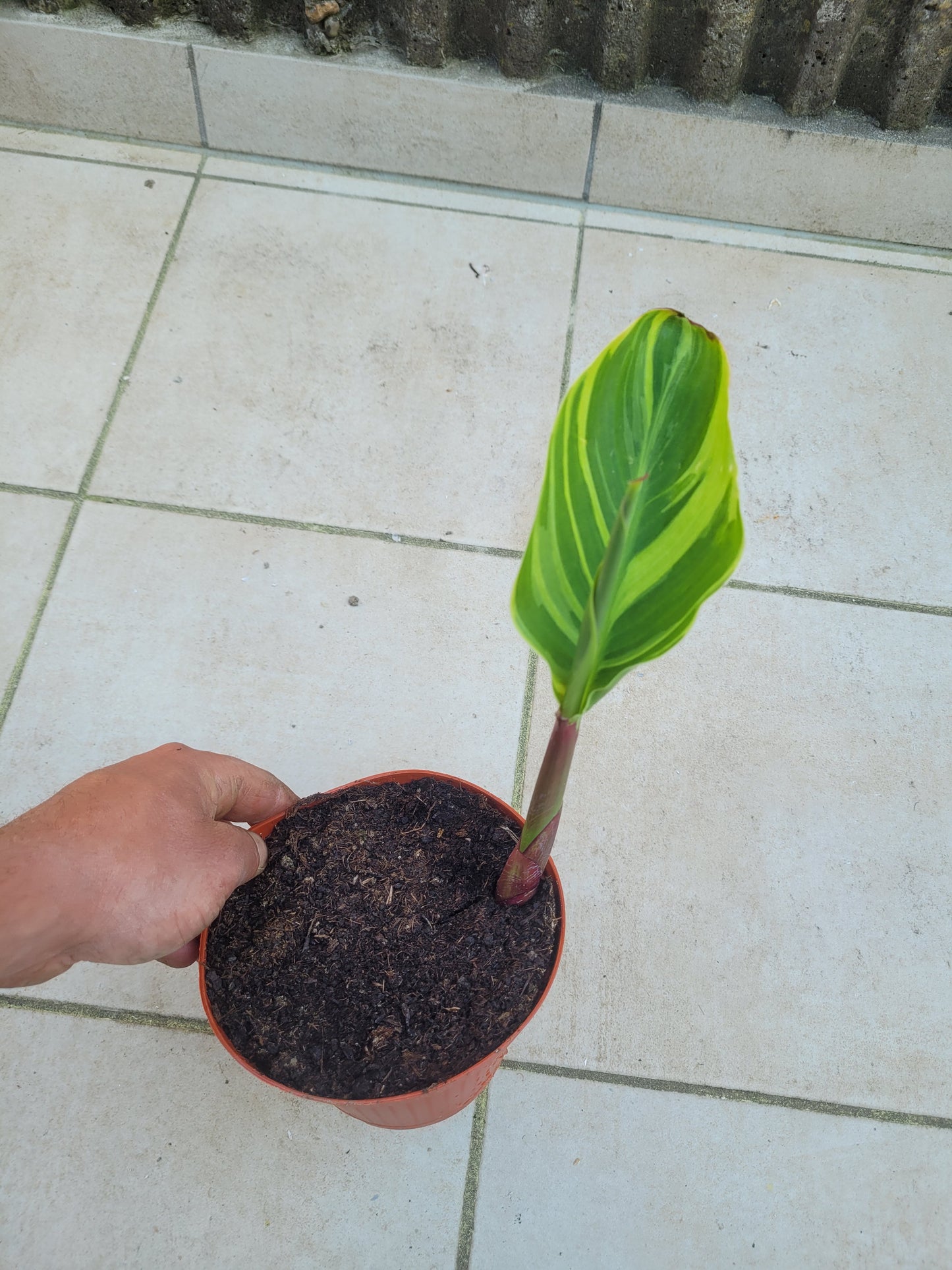 Canna Wolfsong