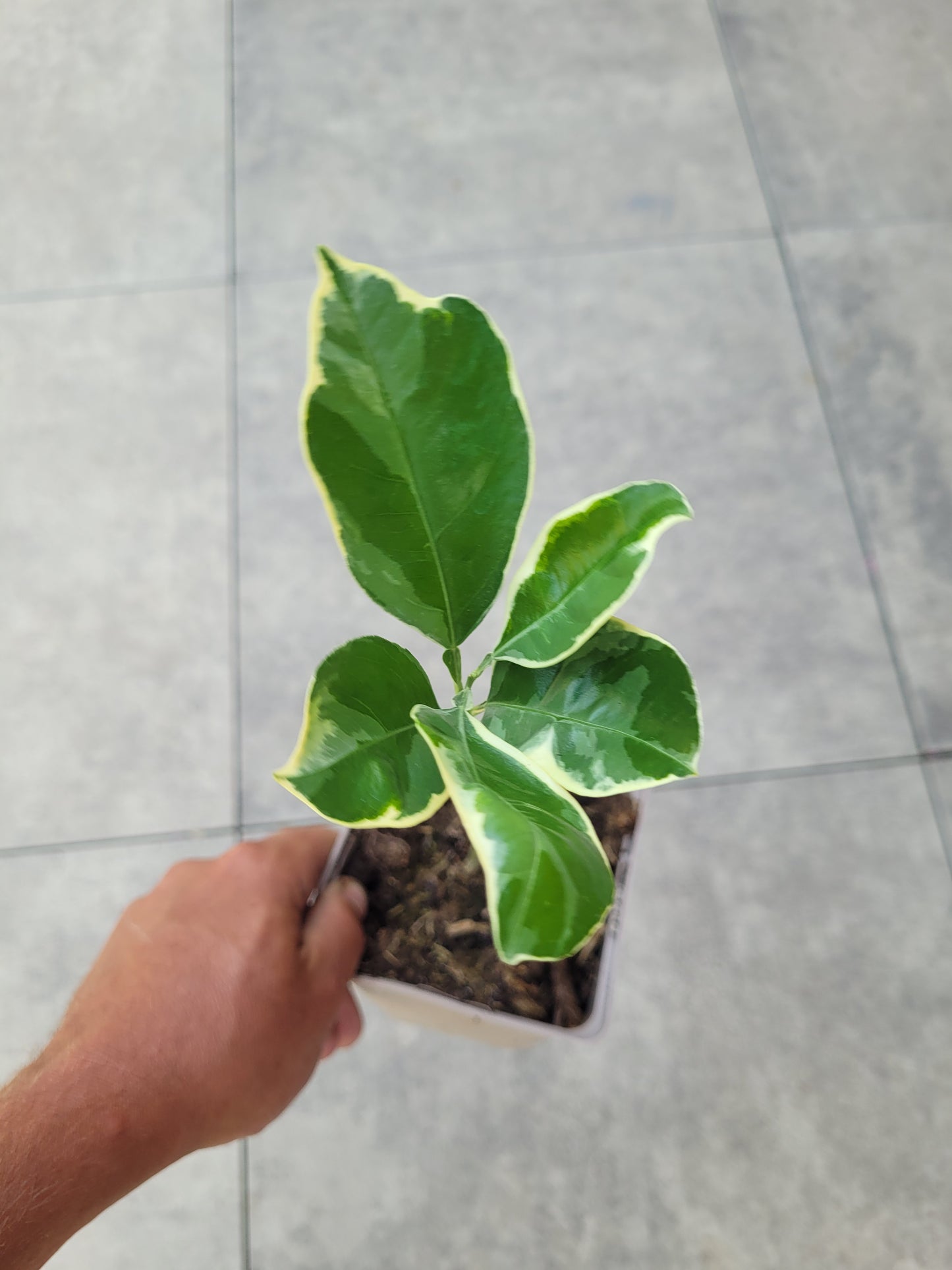 Citrus paradisii variegata