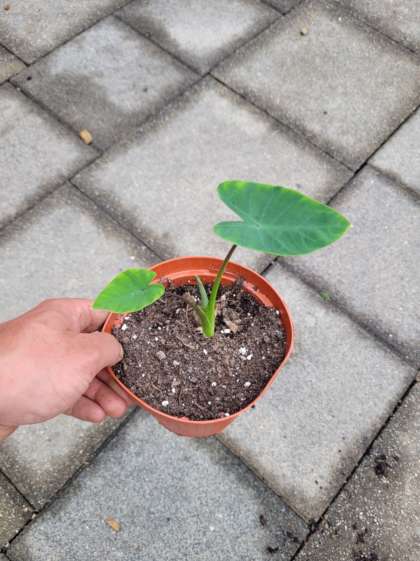 Colocasia Queen of Phoenix