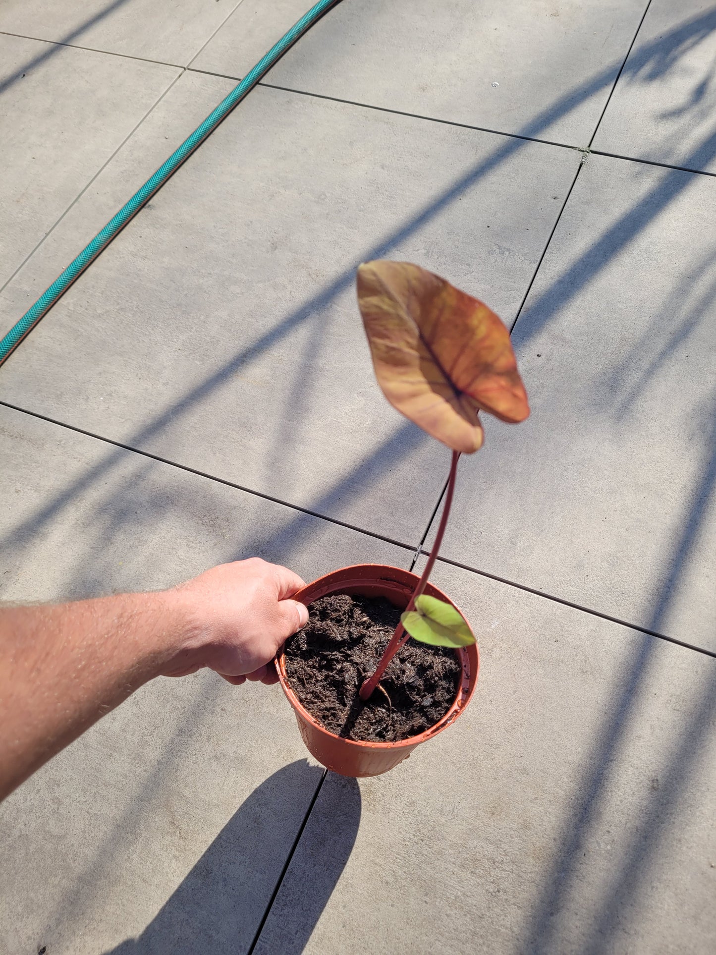 Colocasia Canary