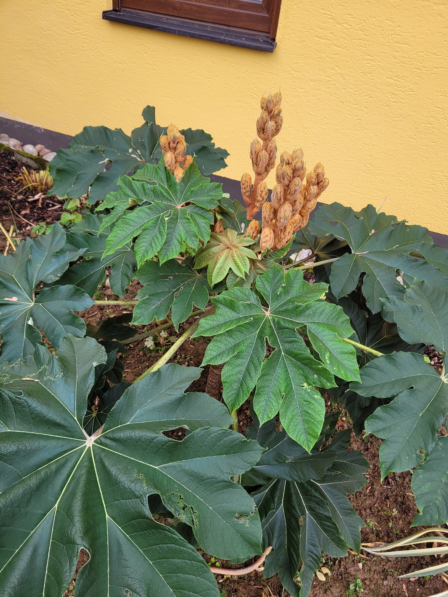 Tetrapanax papyrifer