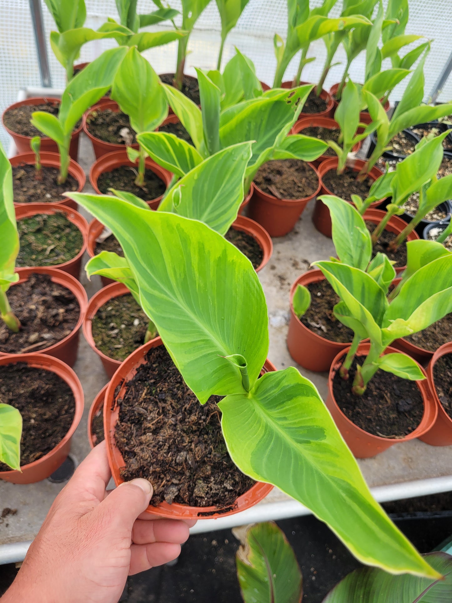 Canna Wolfsong
