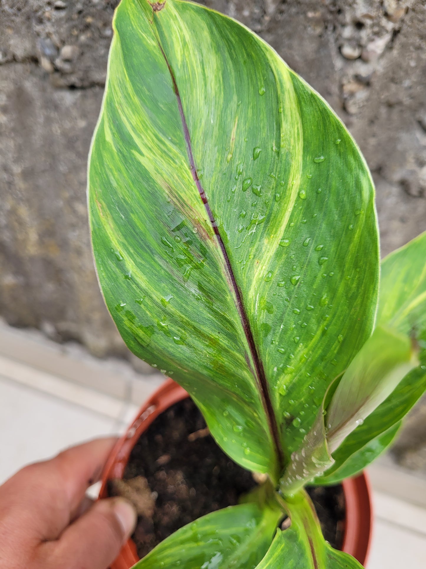 Musa sikkimensis variegata