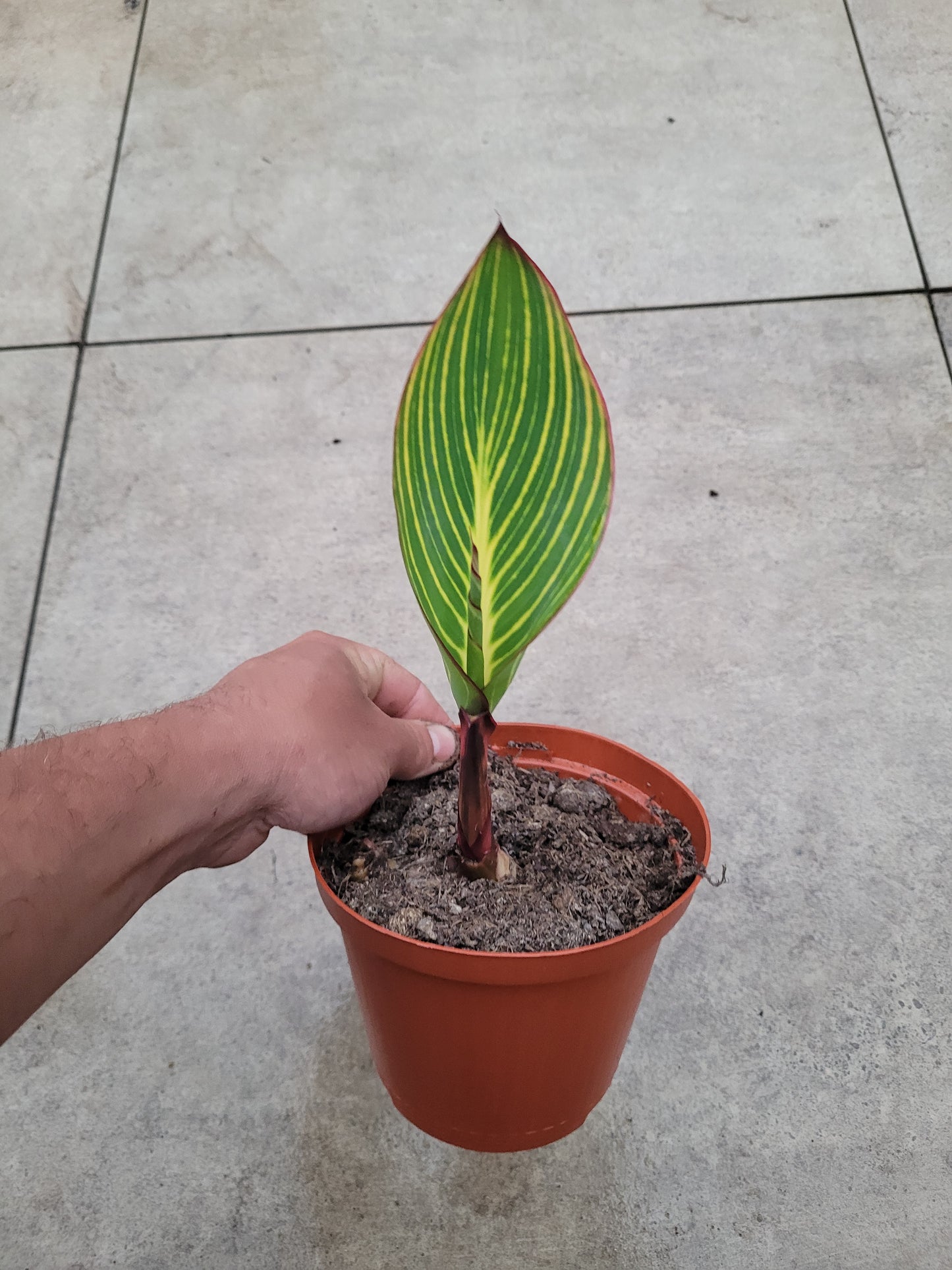 Canna Pretoria Pflanze