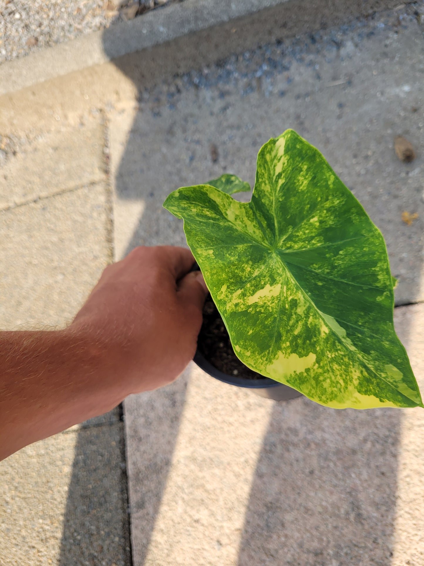 Colocasia Yellow Splash