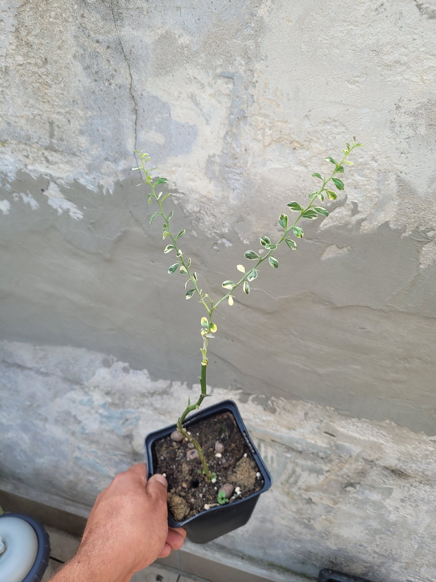 Microcitrus australasica Variegata