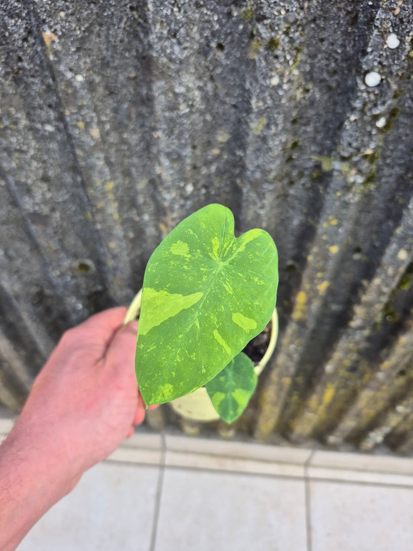 Colocasia Limeade 1 Pflanze
