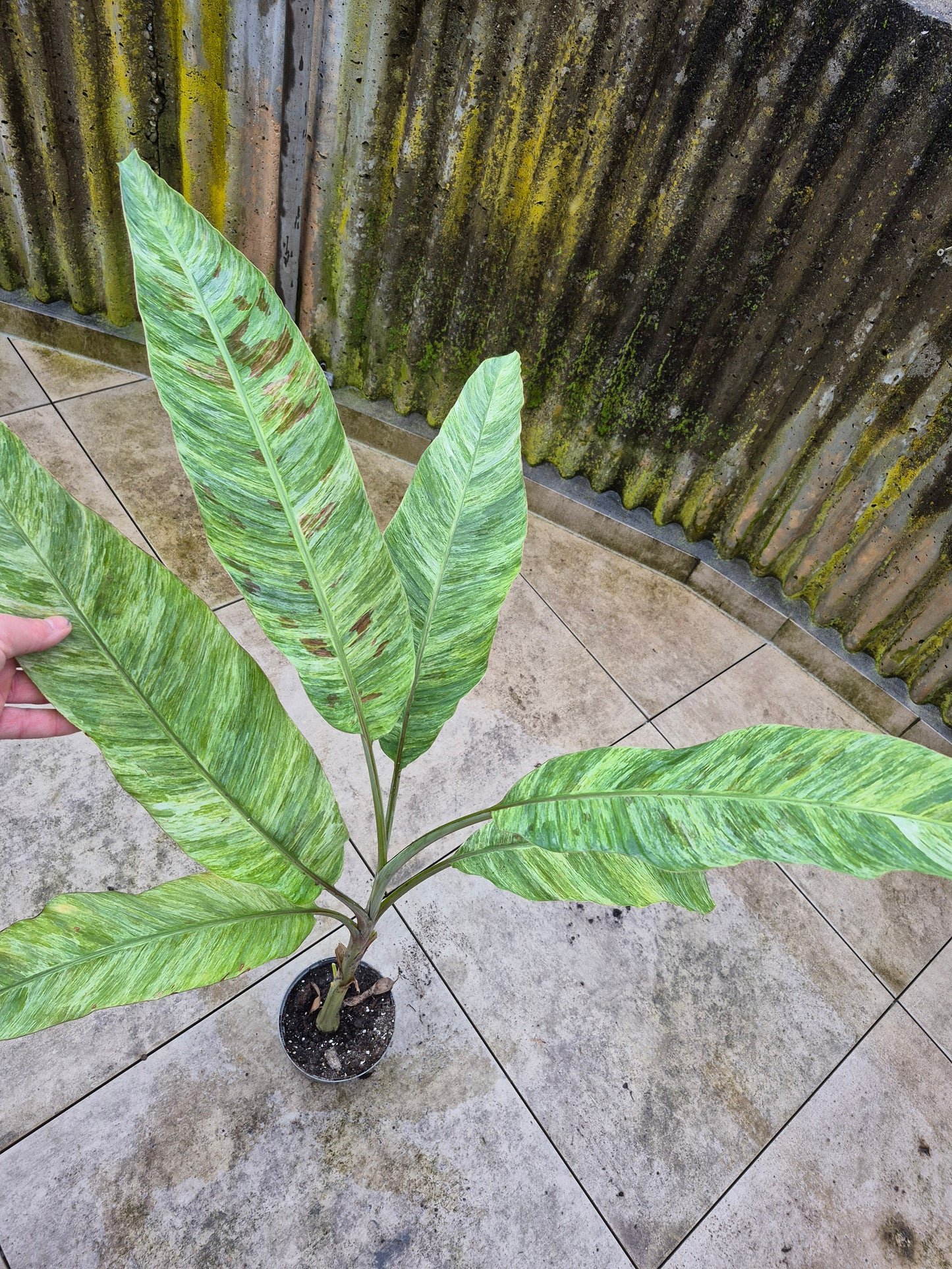 Musa tricolor variegata