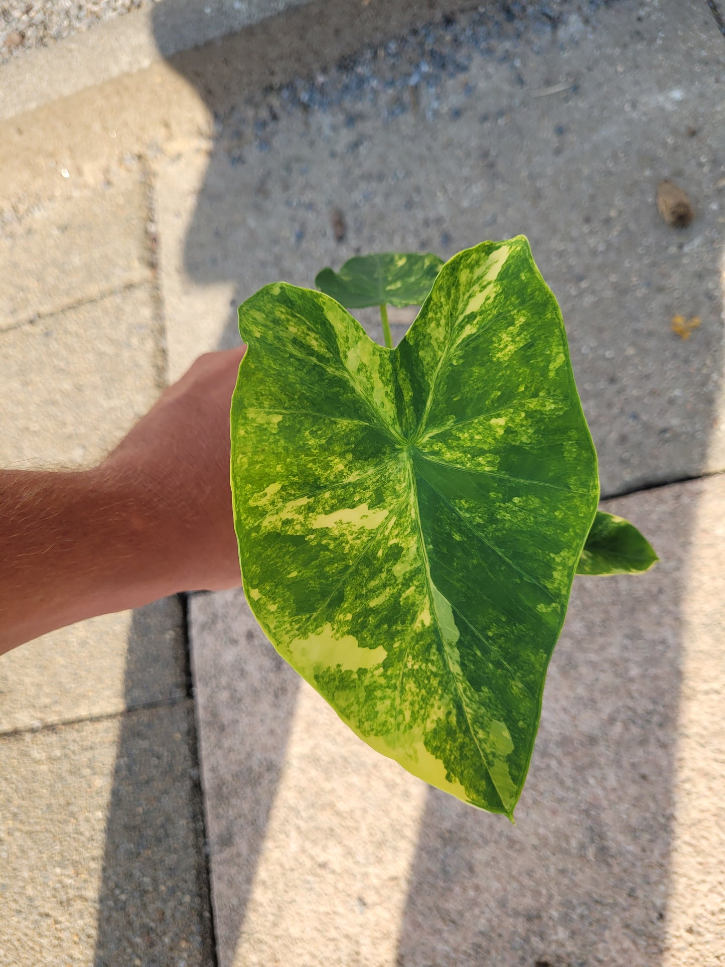 Colocasia Yellow Splash