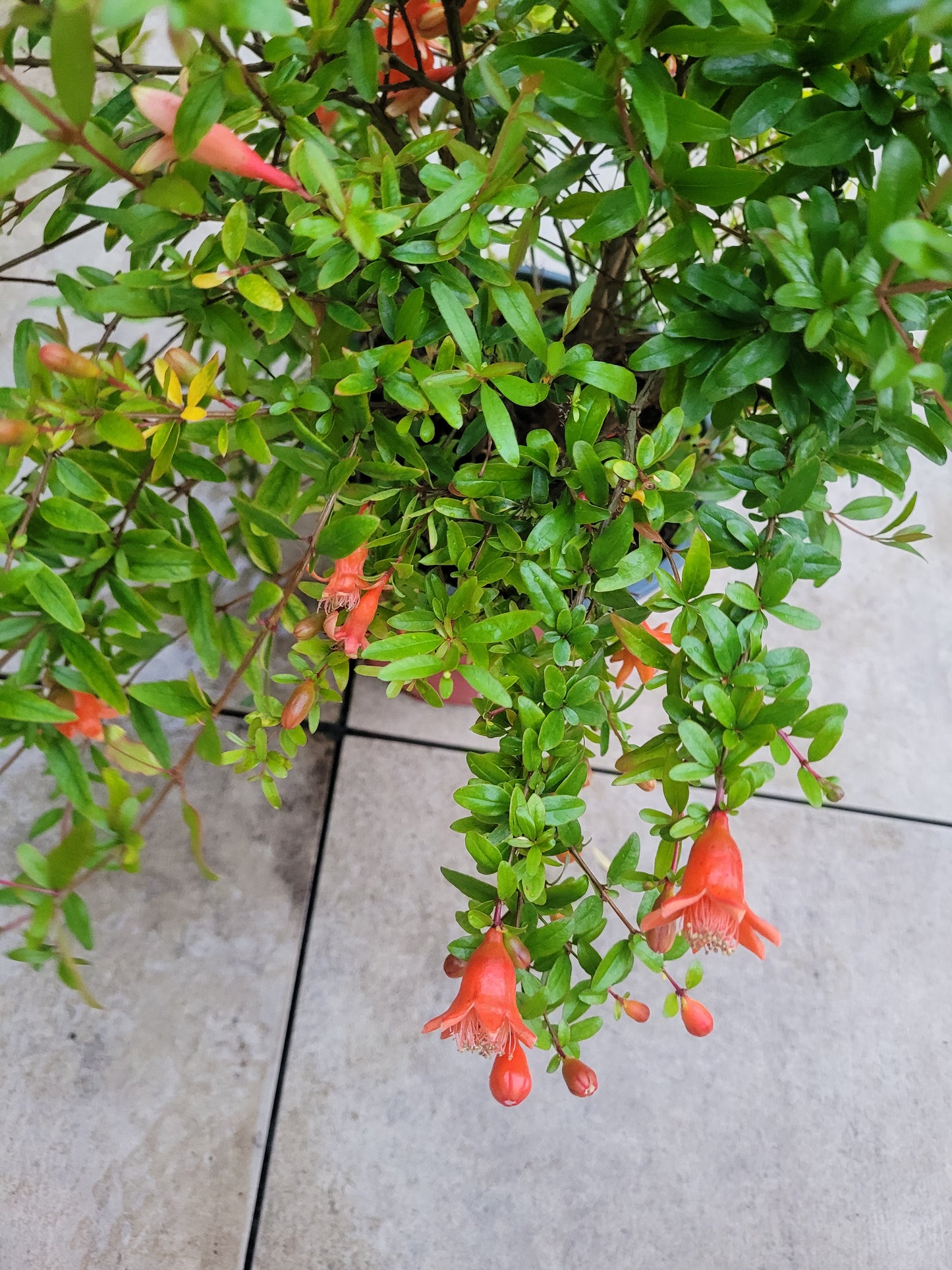 Punica granatum Nana XL