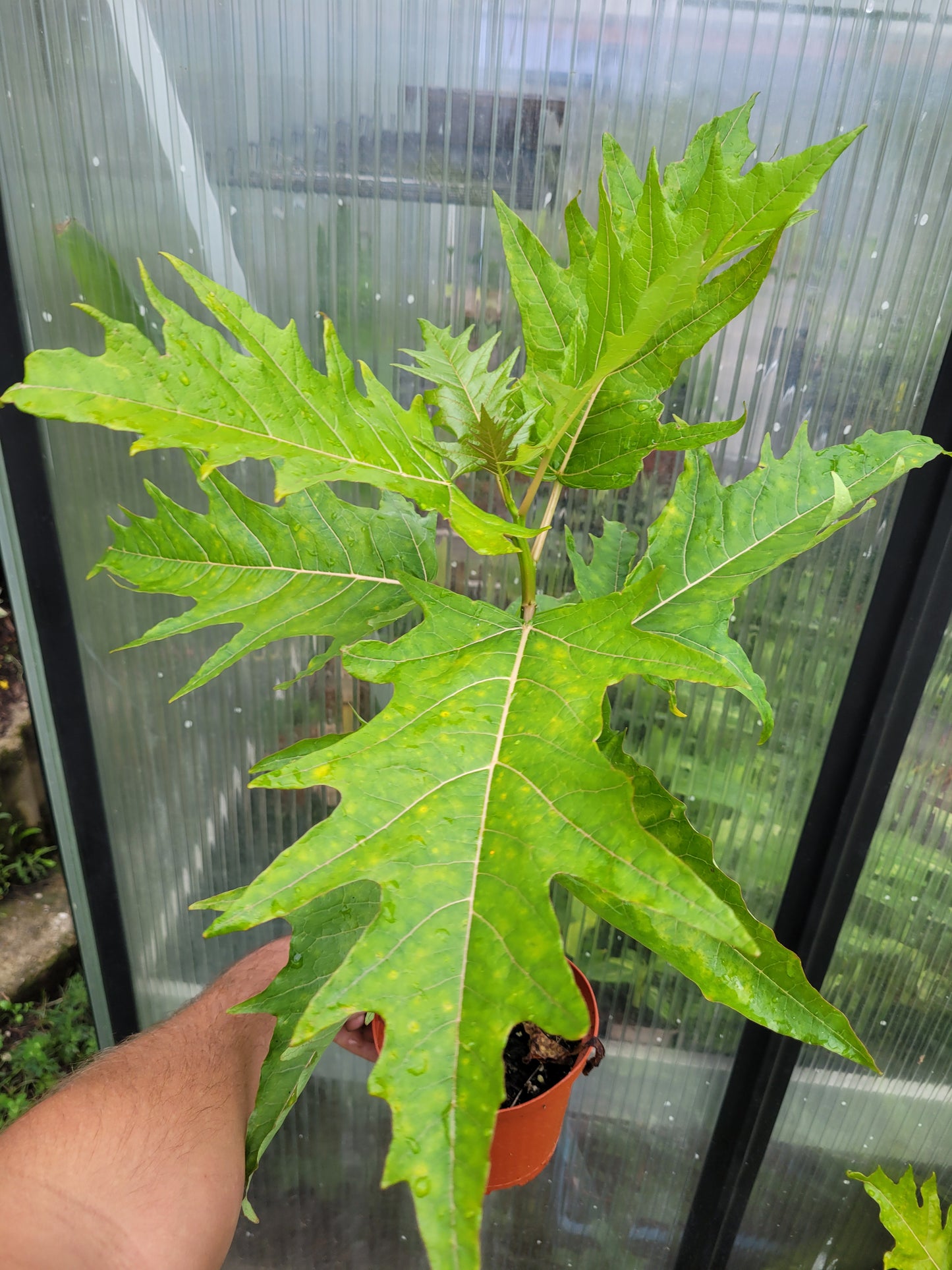 Eichblattpapaya Vasconeceallea quercifolia 1 Pflanze