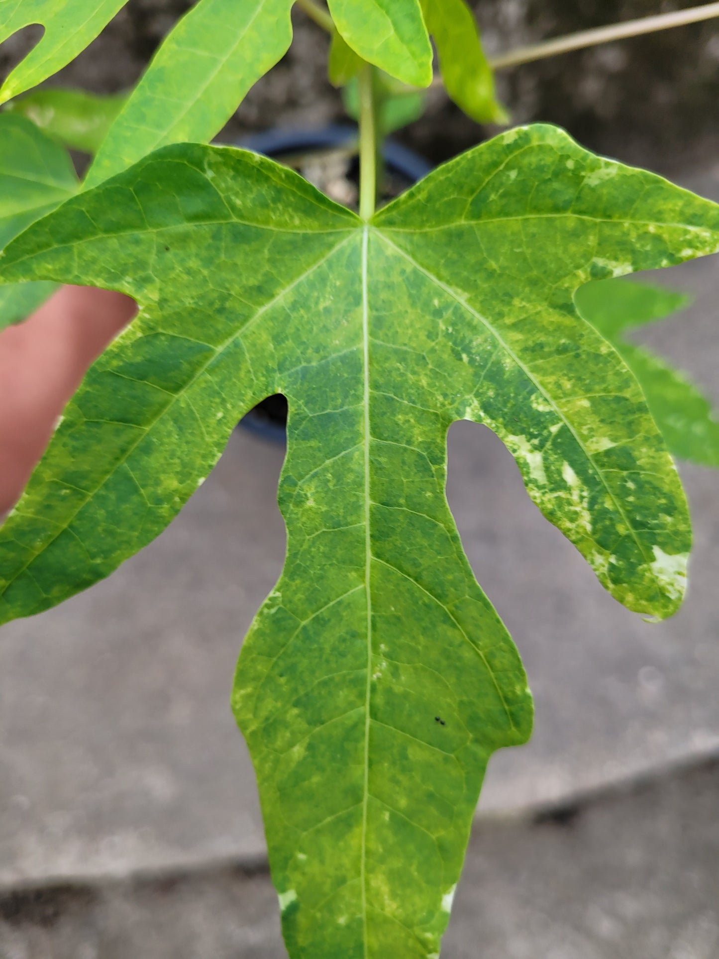 Papaya variegata (Carica papaya)