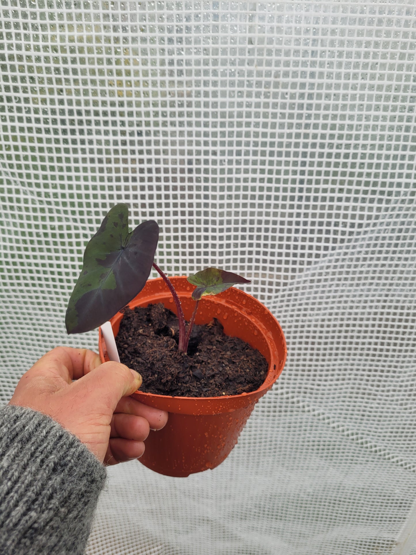Colocasia Black Marble