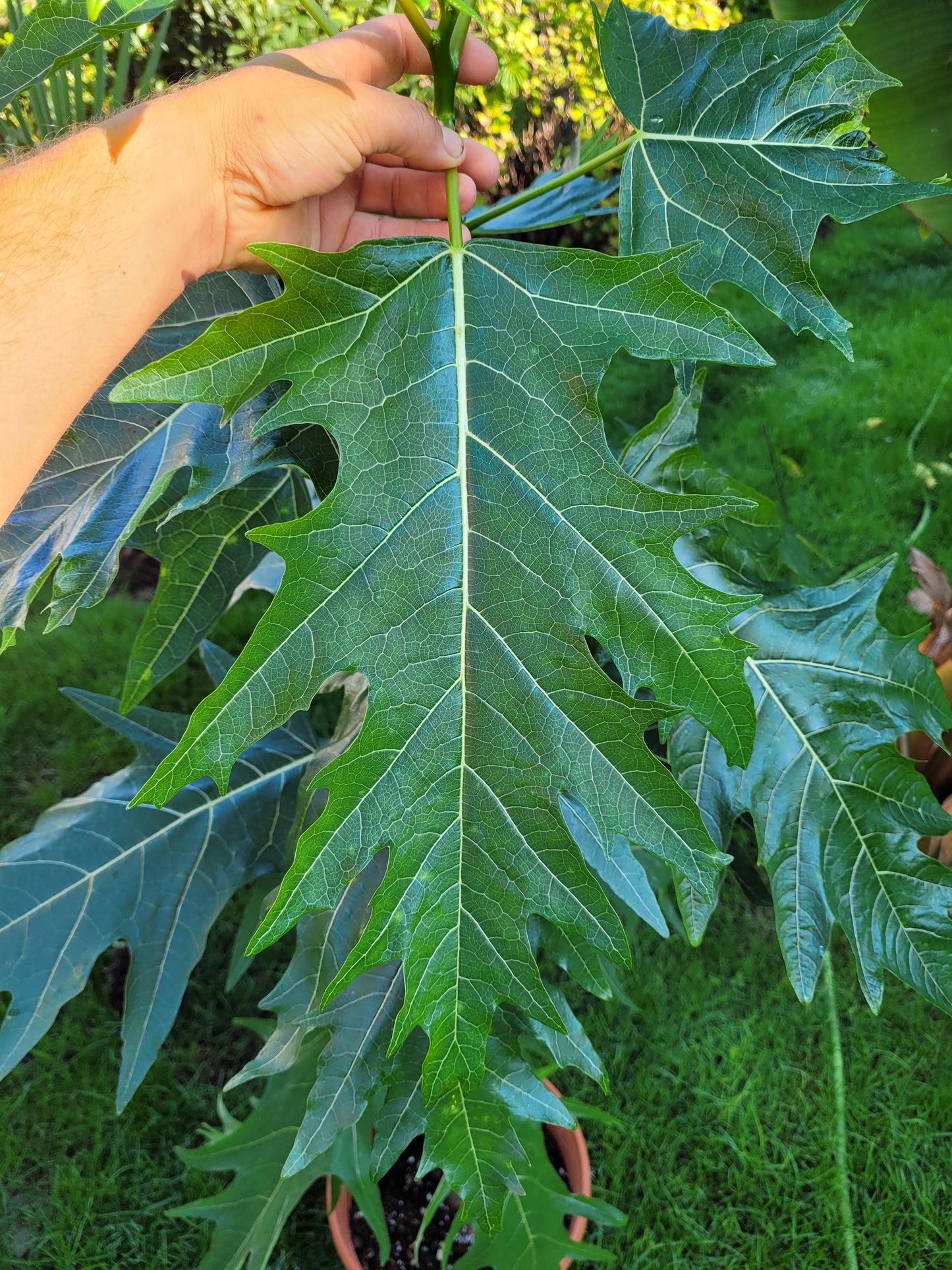 Eichblattpapaya Vasconeceallea quercifolia 1 Pflanze