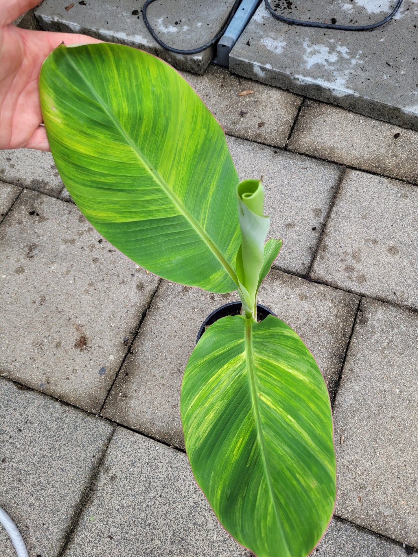 Musa Ice Cream variegata