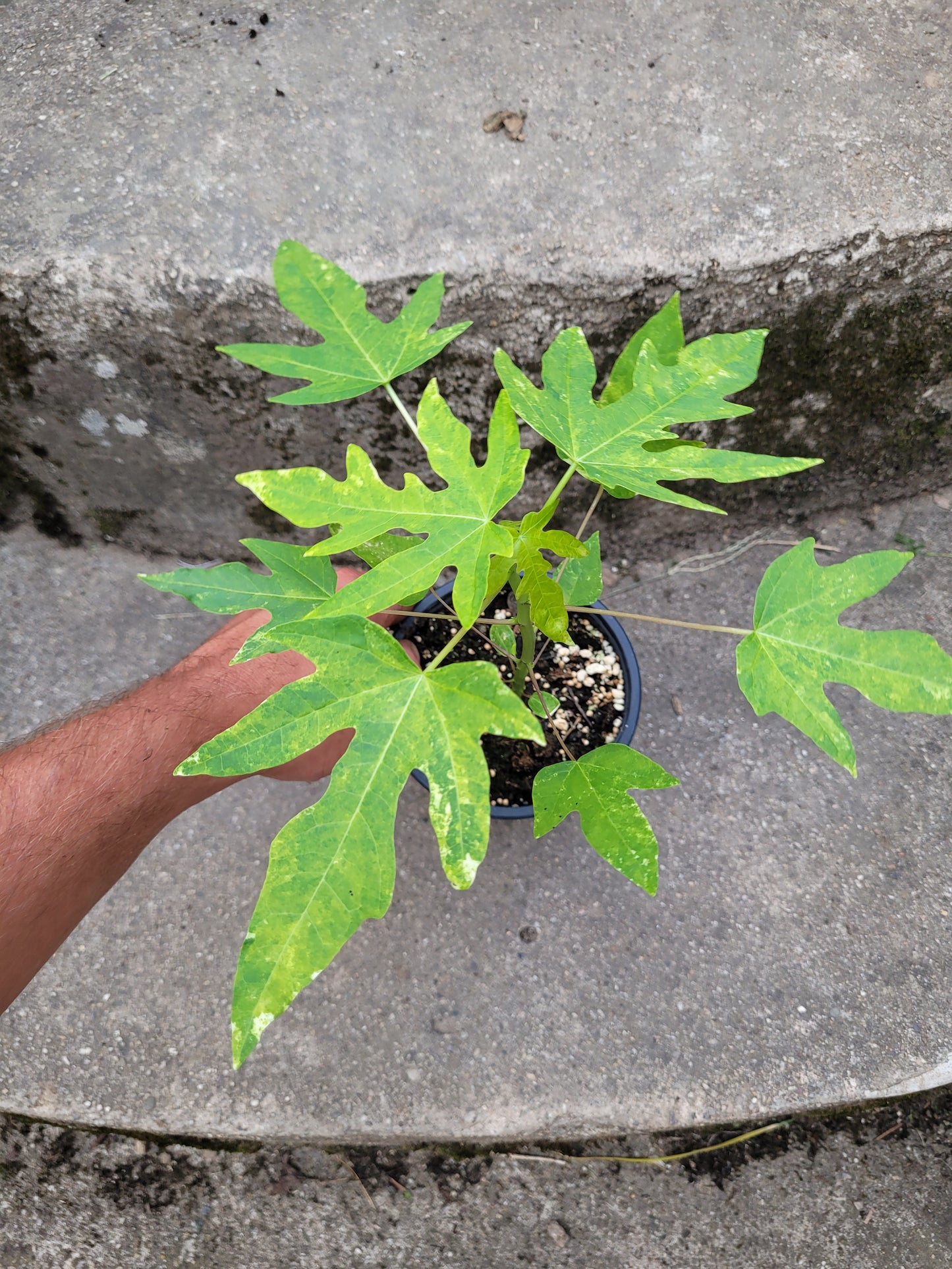 Papaya variegata (Carica papaya)