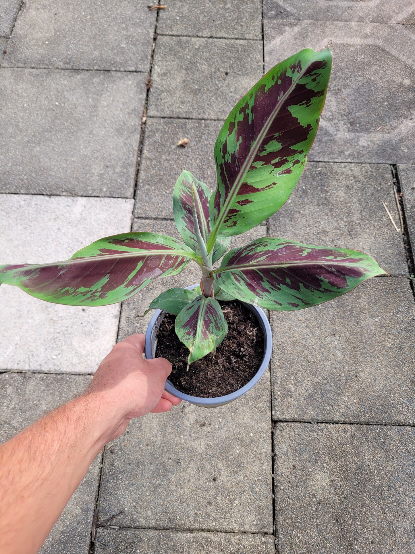 Musa acuminata var. Zebrina