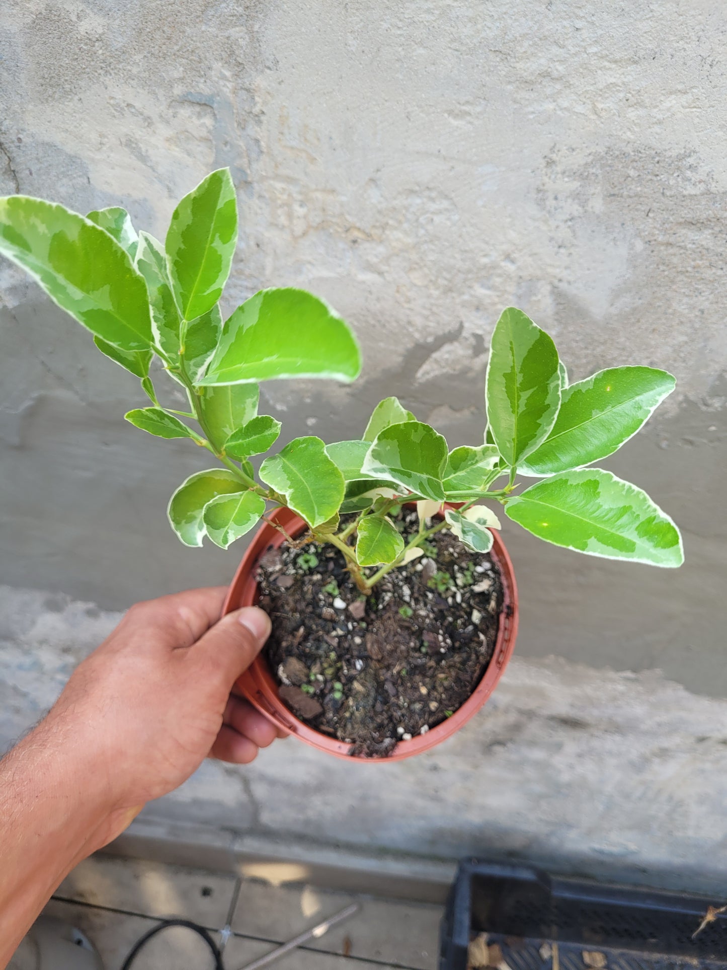 Citrus macrorphylla variegata