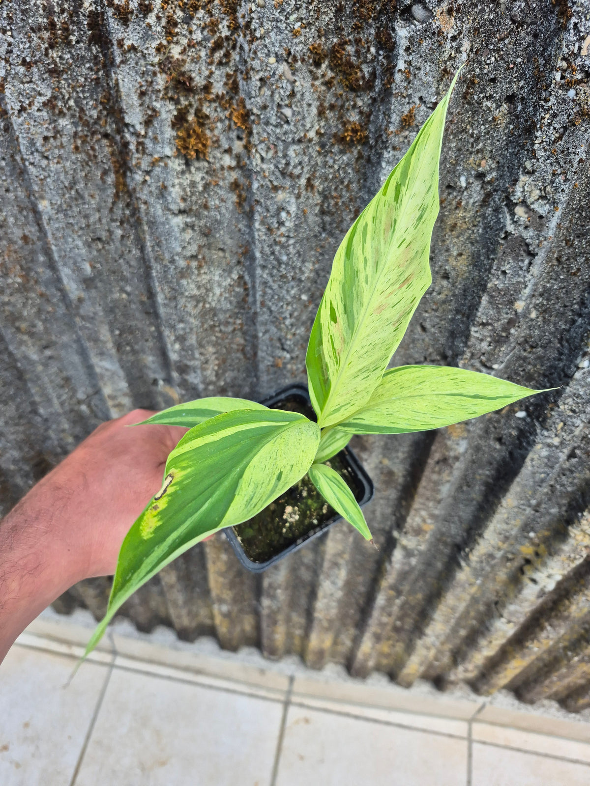 Musa acuminata Mint variegata