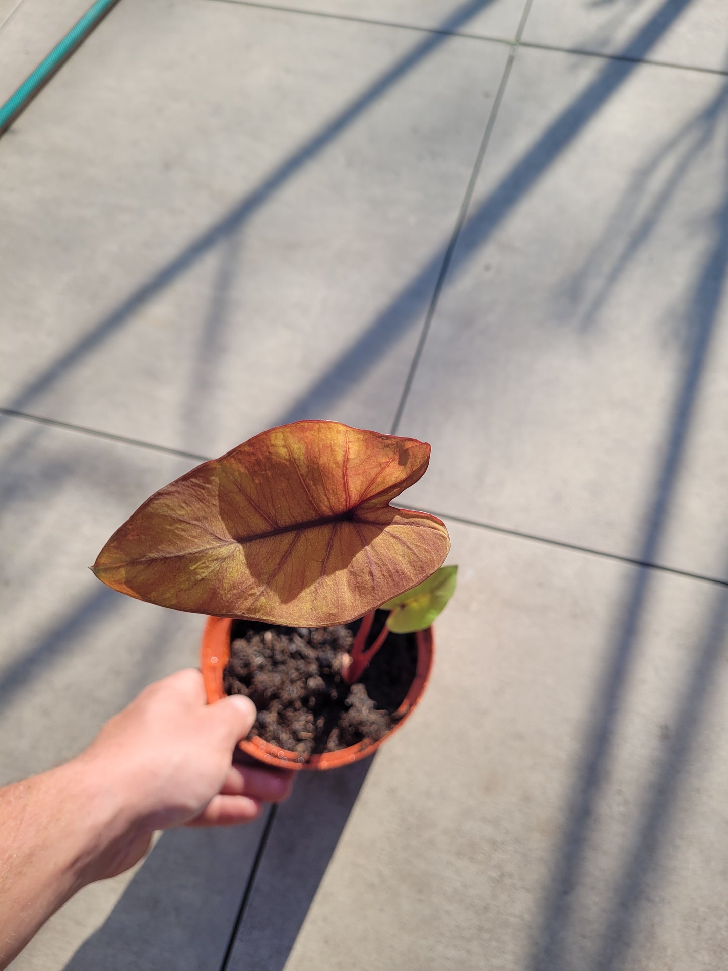 Colocasia Canary