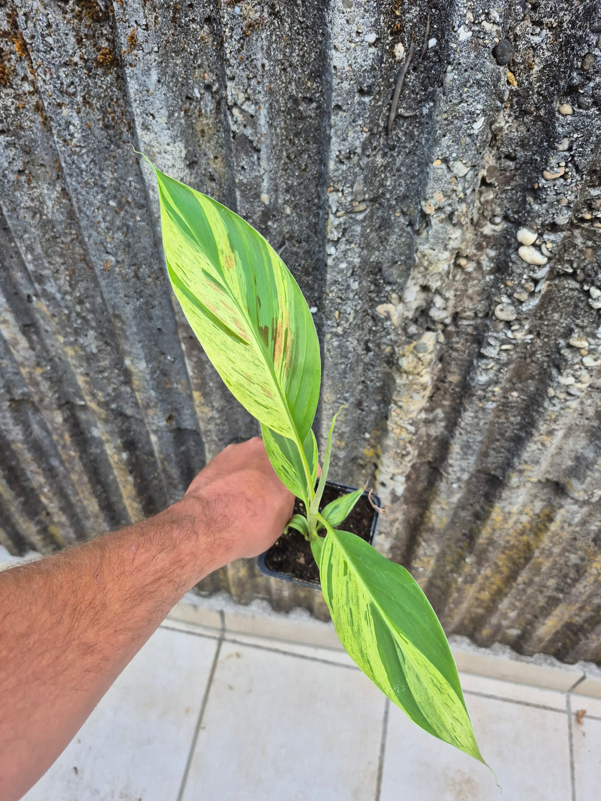 Musa acuminata Mint variegata