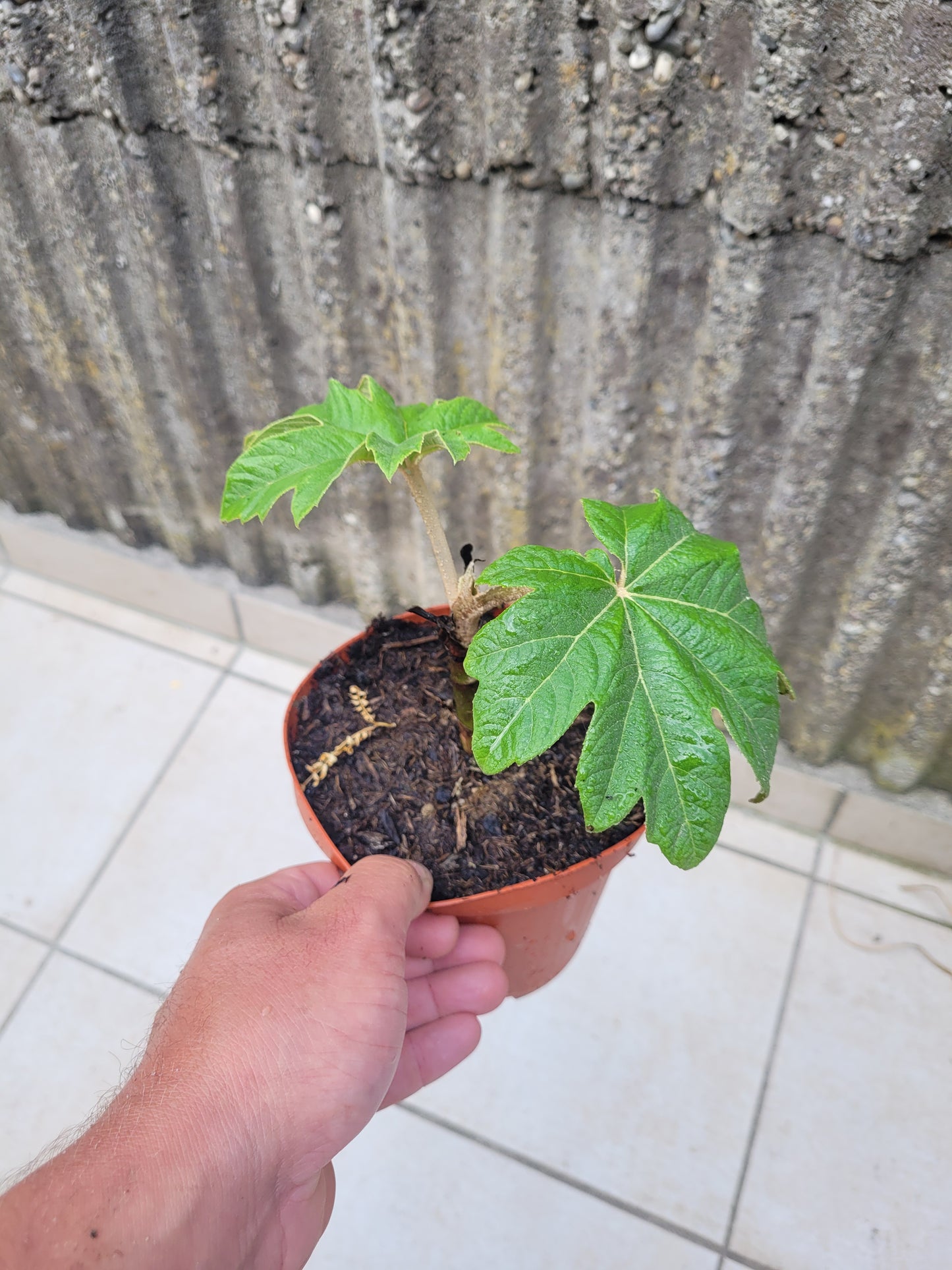 Tetrapanax papyrifer