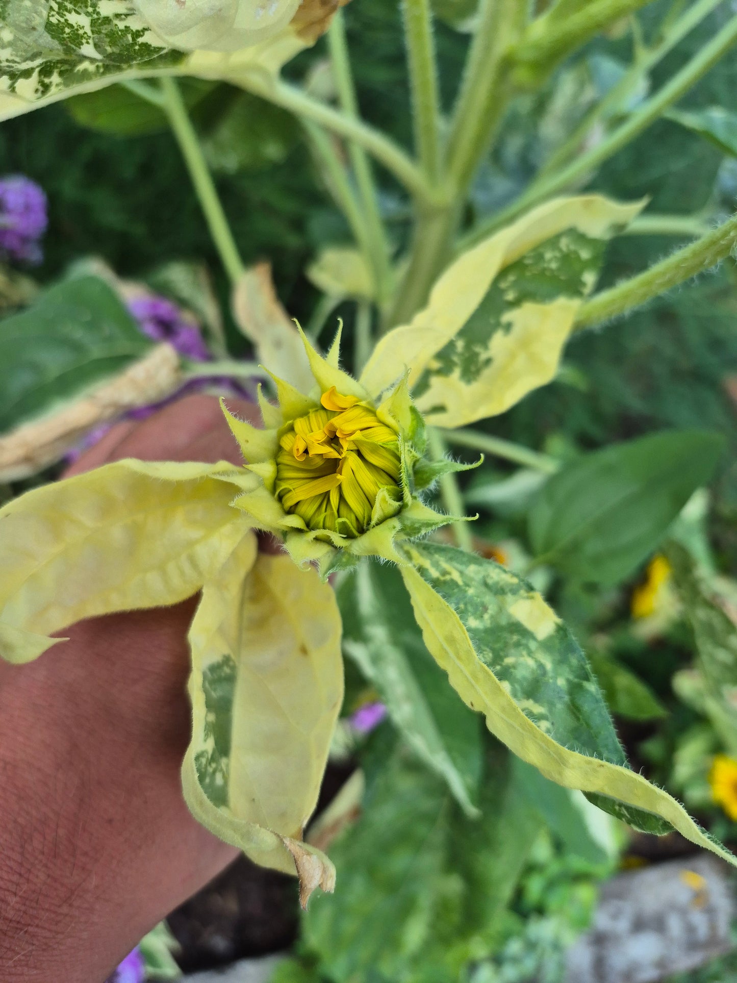 Sonnenblume variegata 12 Samen
