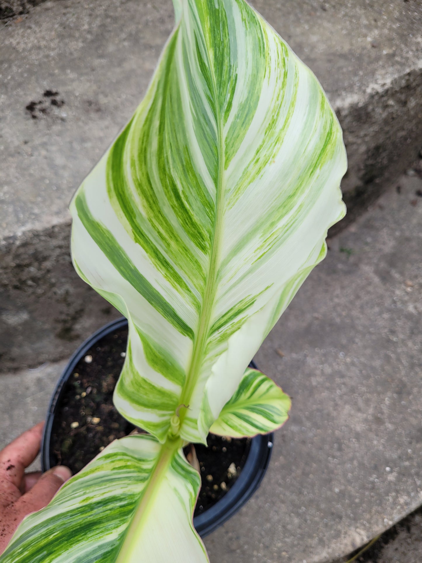 Musa namwah variegata