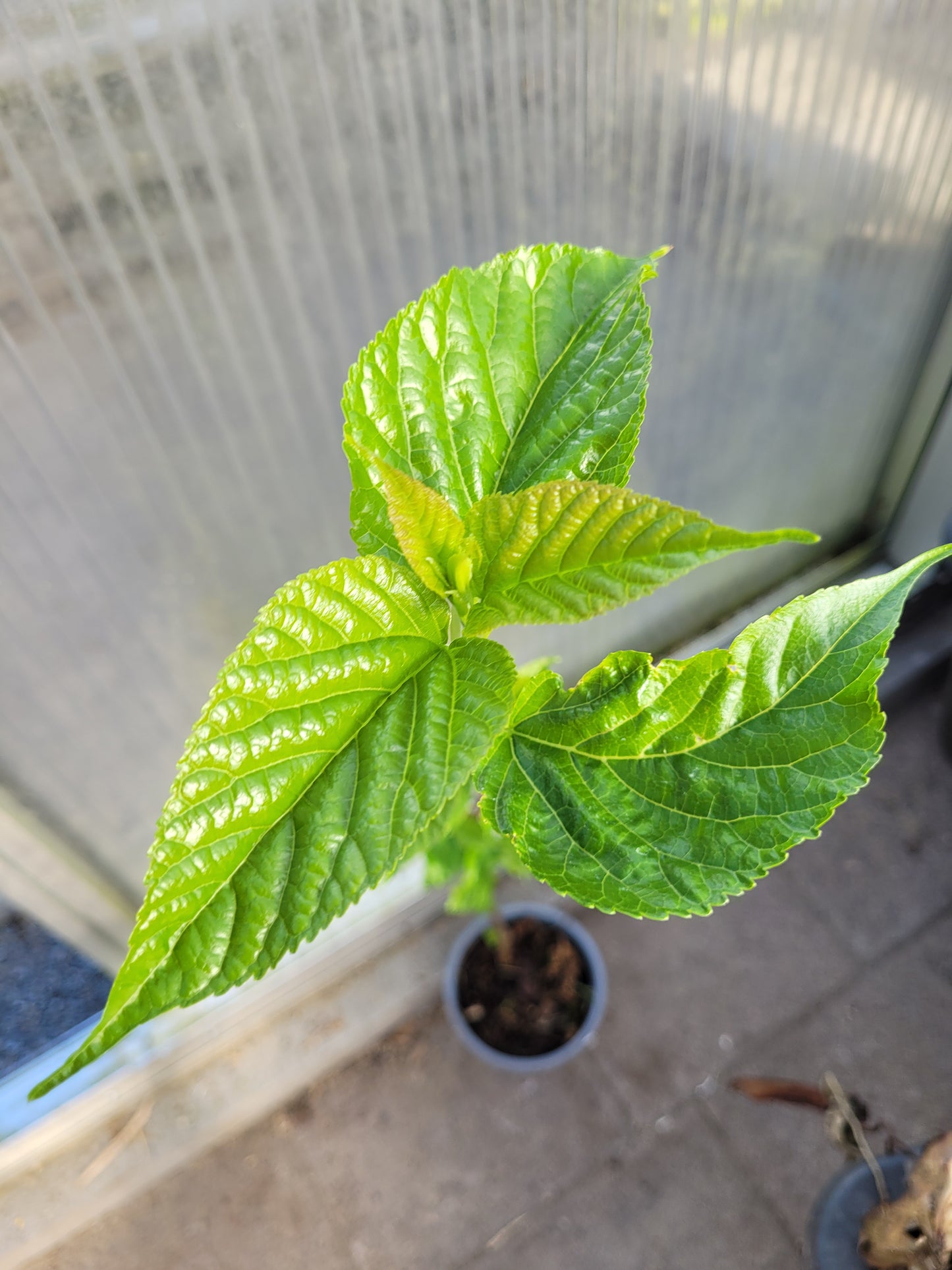 Weiße Maulbeere (Morus alba)