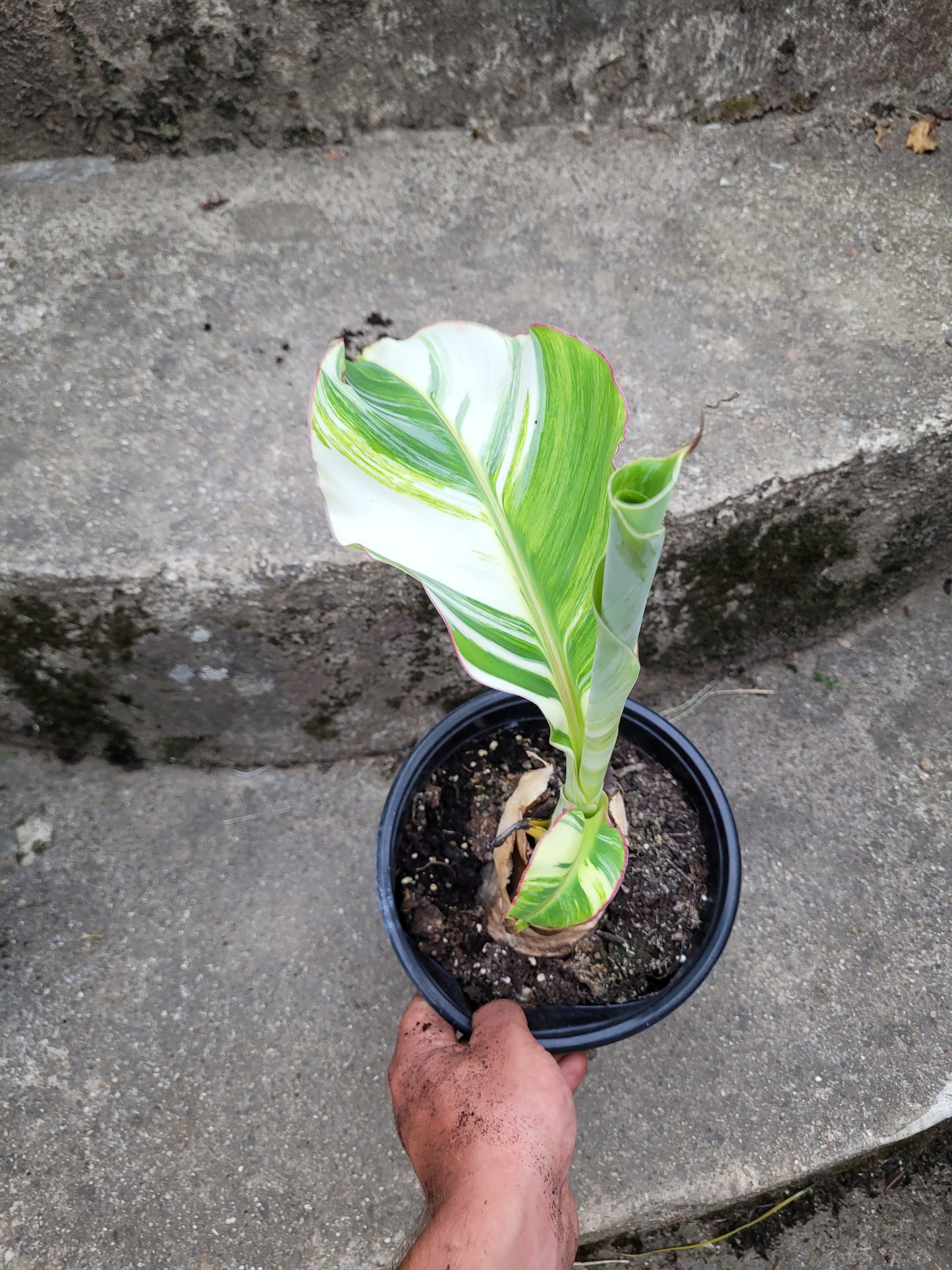 Musa namwah variegata