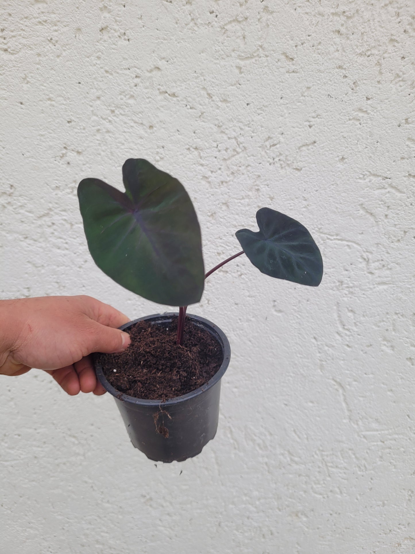 Colocasia Black Runner
