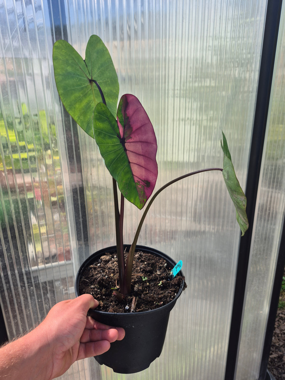 Colocasia Phet Phet Thai