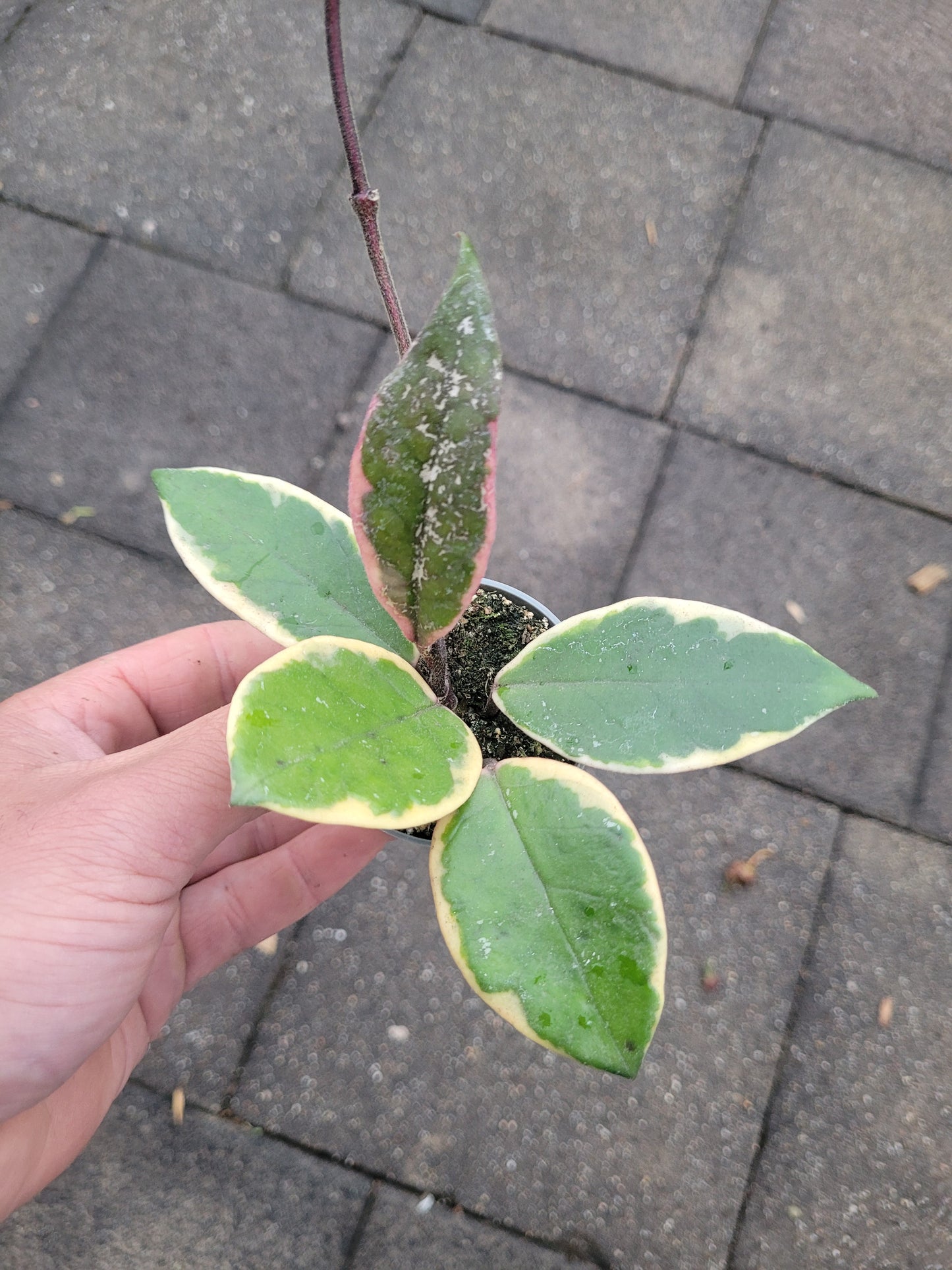 Hoya Flamingo Dream