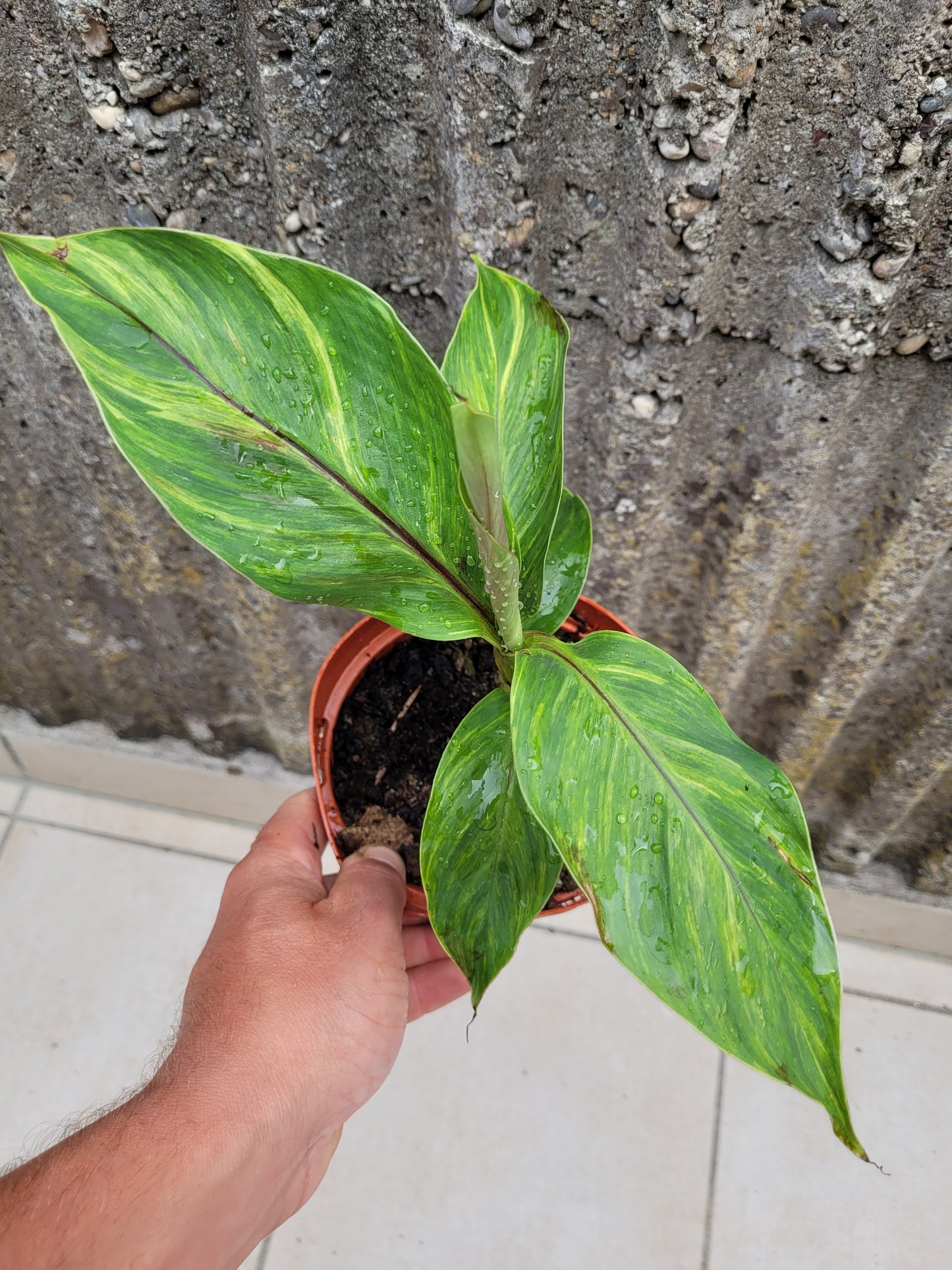 Musa sikkimensis variegata