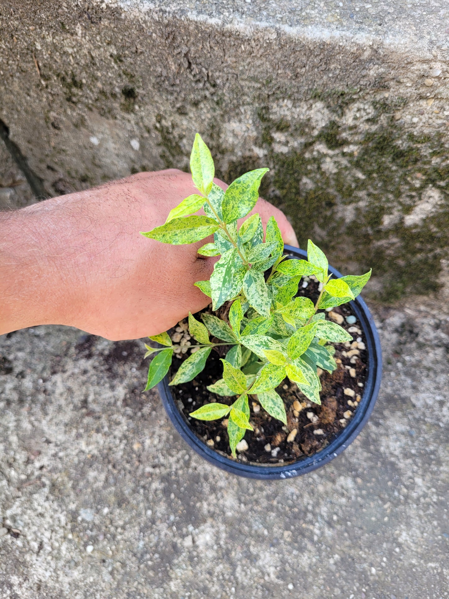 Acerola variegata