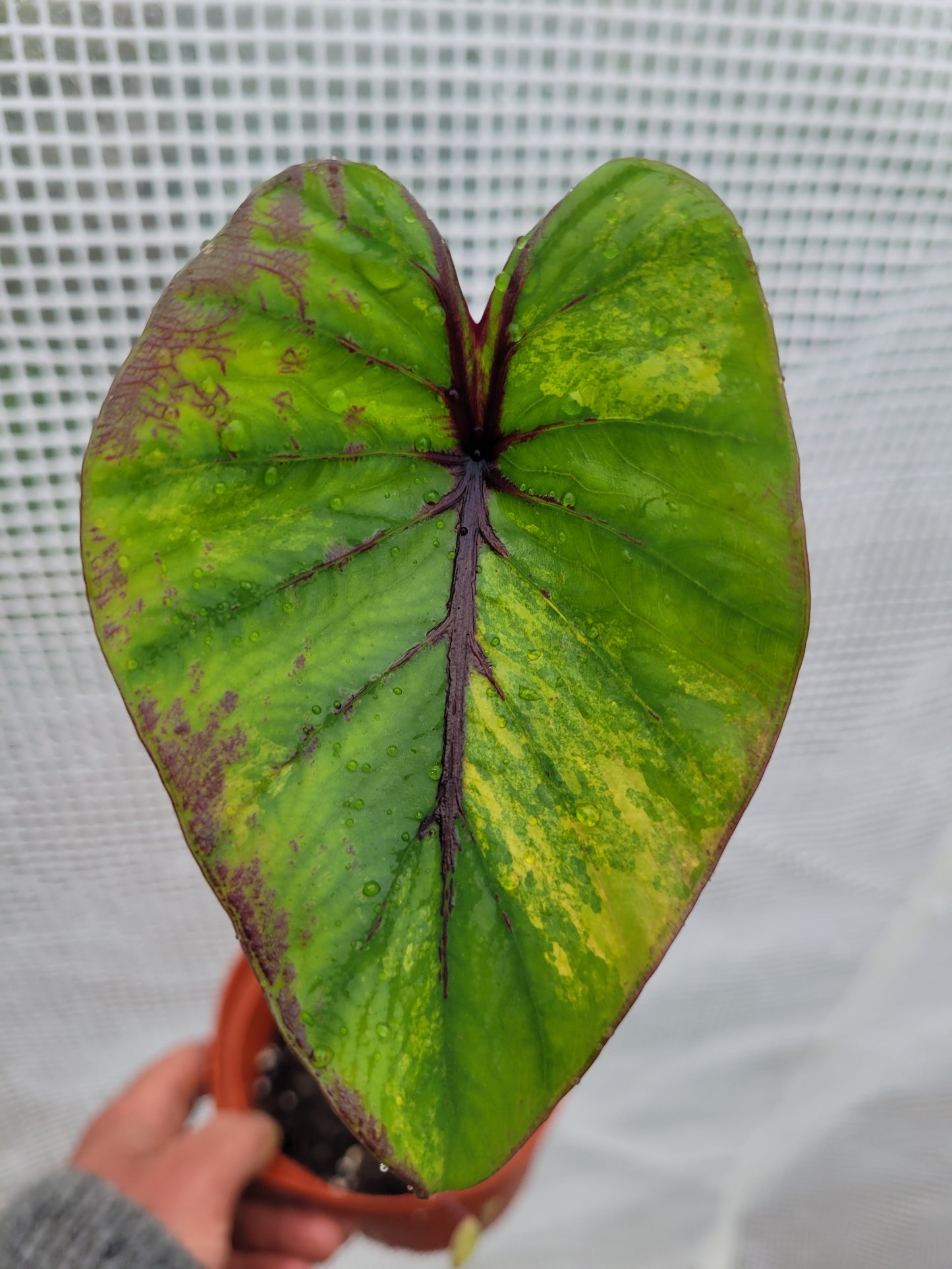 Colocasia PM Variegata