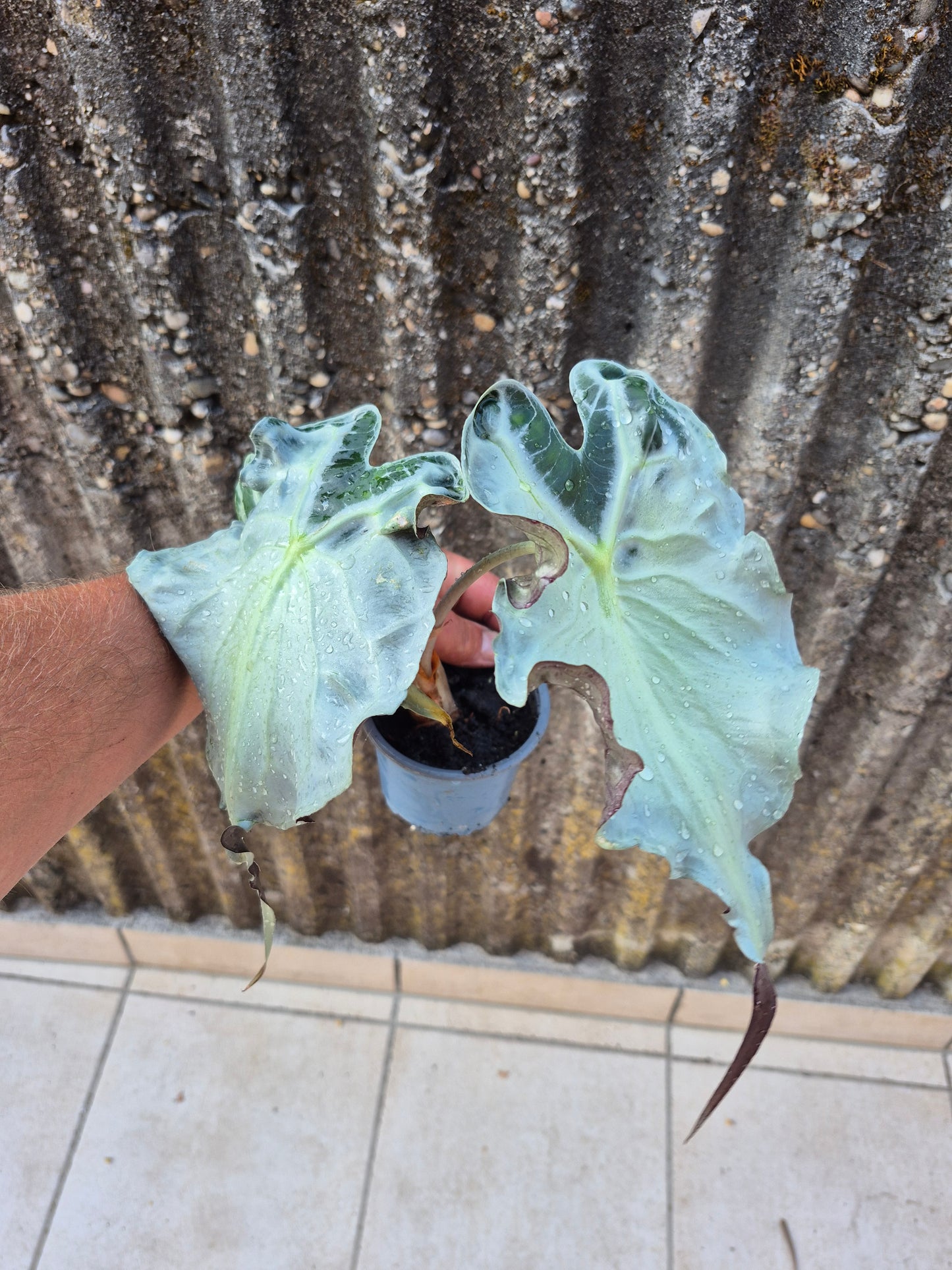 Alocasia Venom XL Pflanze 3